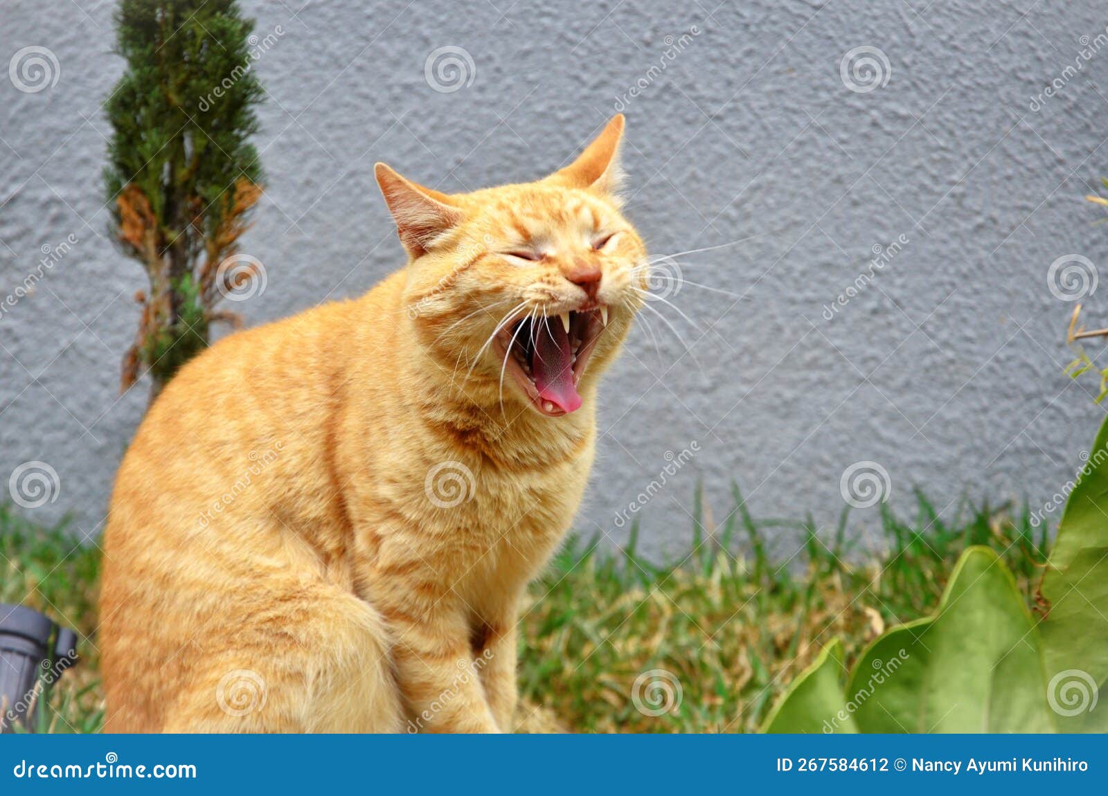 a sleepy orange felis catus cat