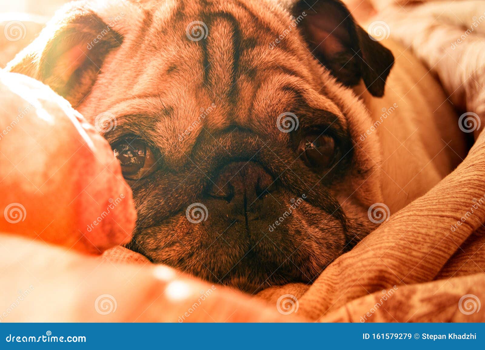 A Sleepy Pug Looks At The Camera Attractive Dog Look Stock Image Image Of Love Curiosity