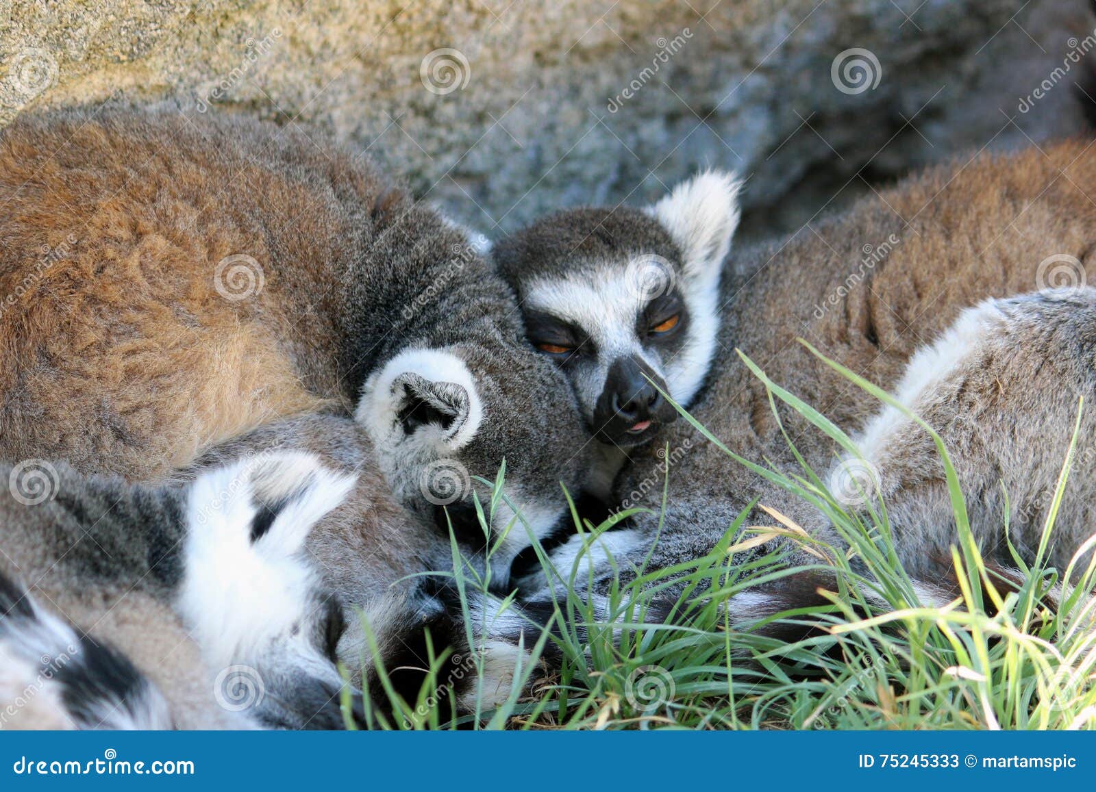 sleepy ring-tailed lemurs