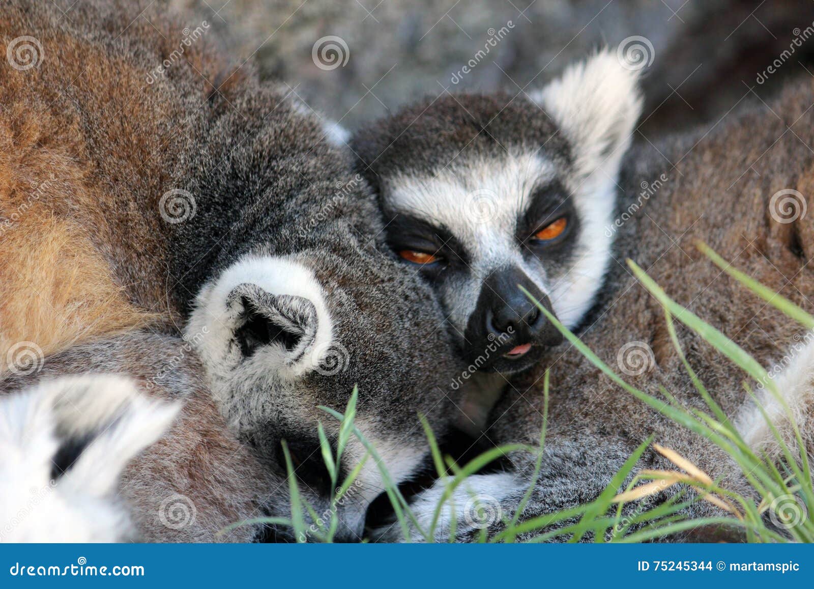 sleepy ring-tailed lemurs