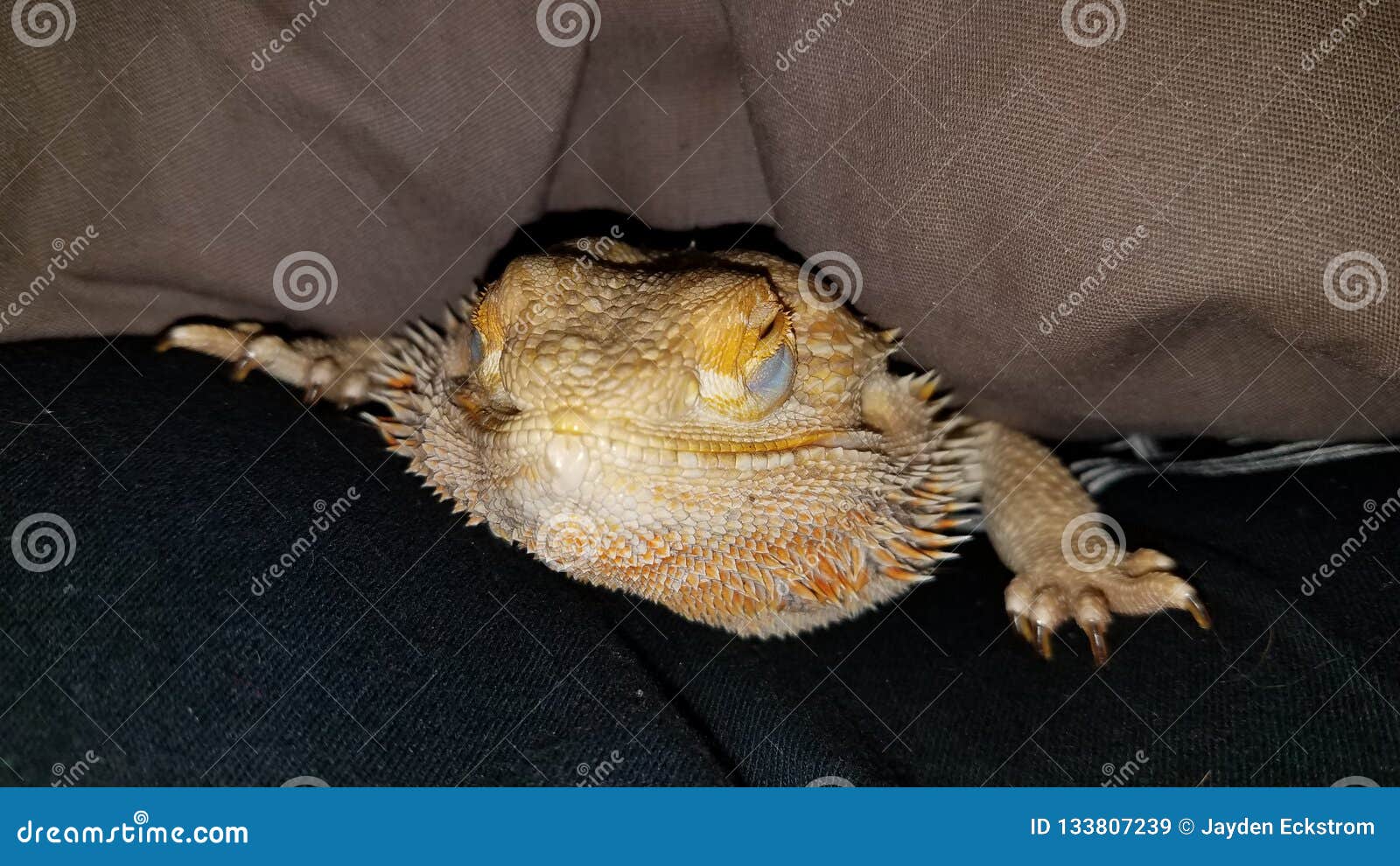 Sleepy Bearded Dragon stock image. Image of vibrant 133807239