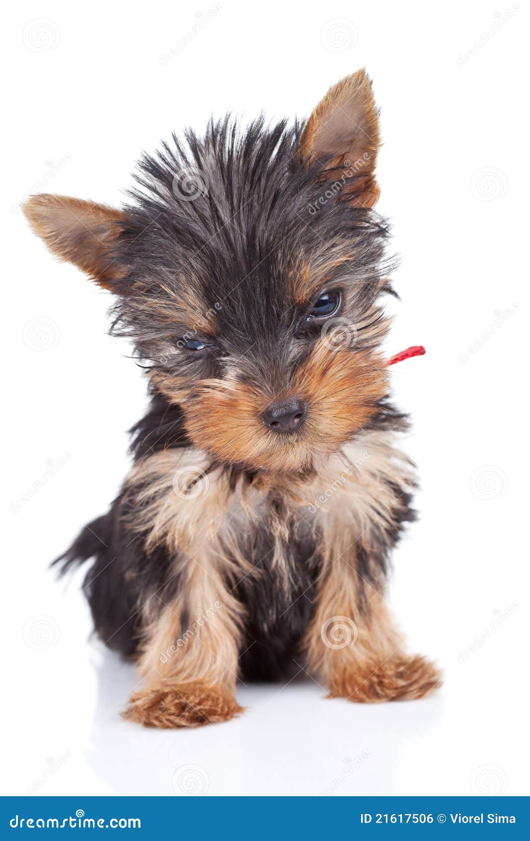 rope for cat scratch post