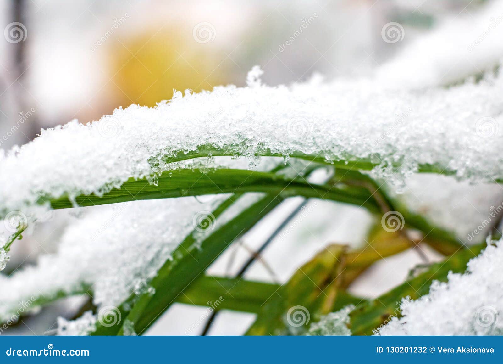 sleet and snow on the green grass close up