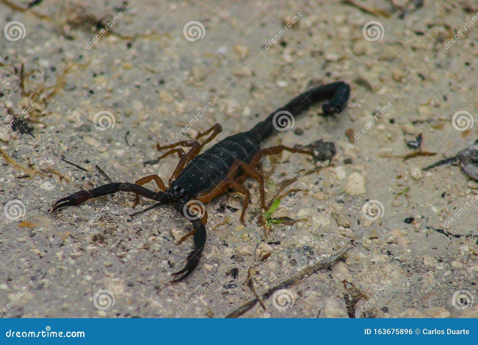 wildlife: a slender brown scorpion is seen in an ancient mayan site  in guatemala