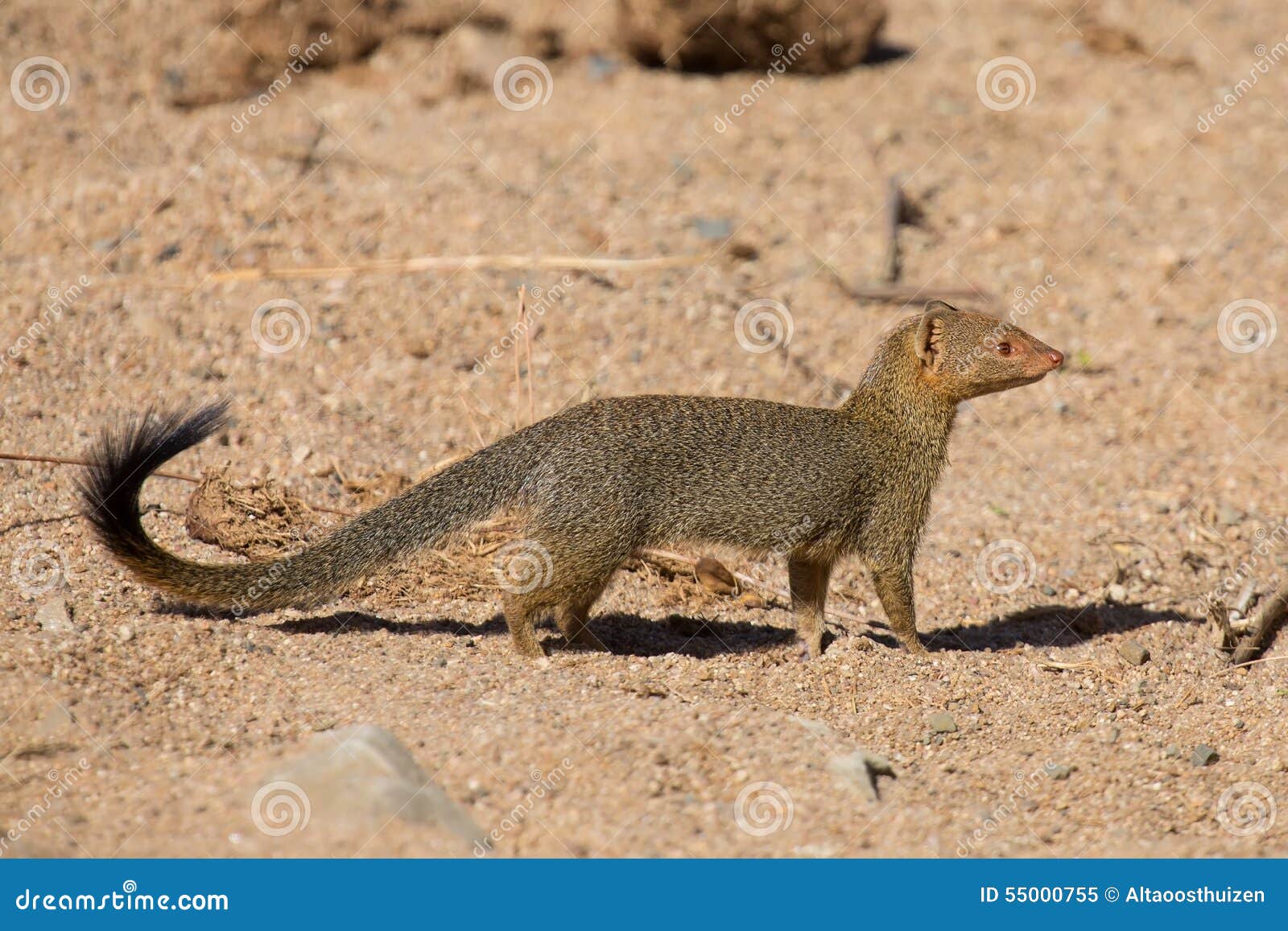 slender mongoose forage and look for food at rocks