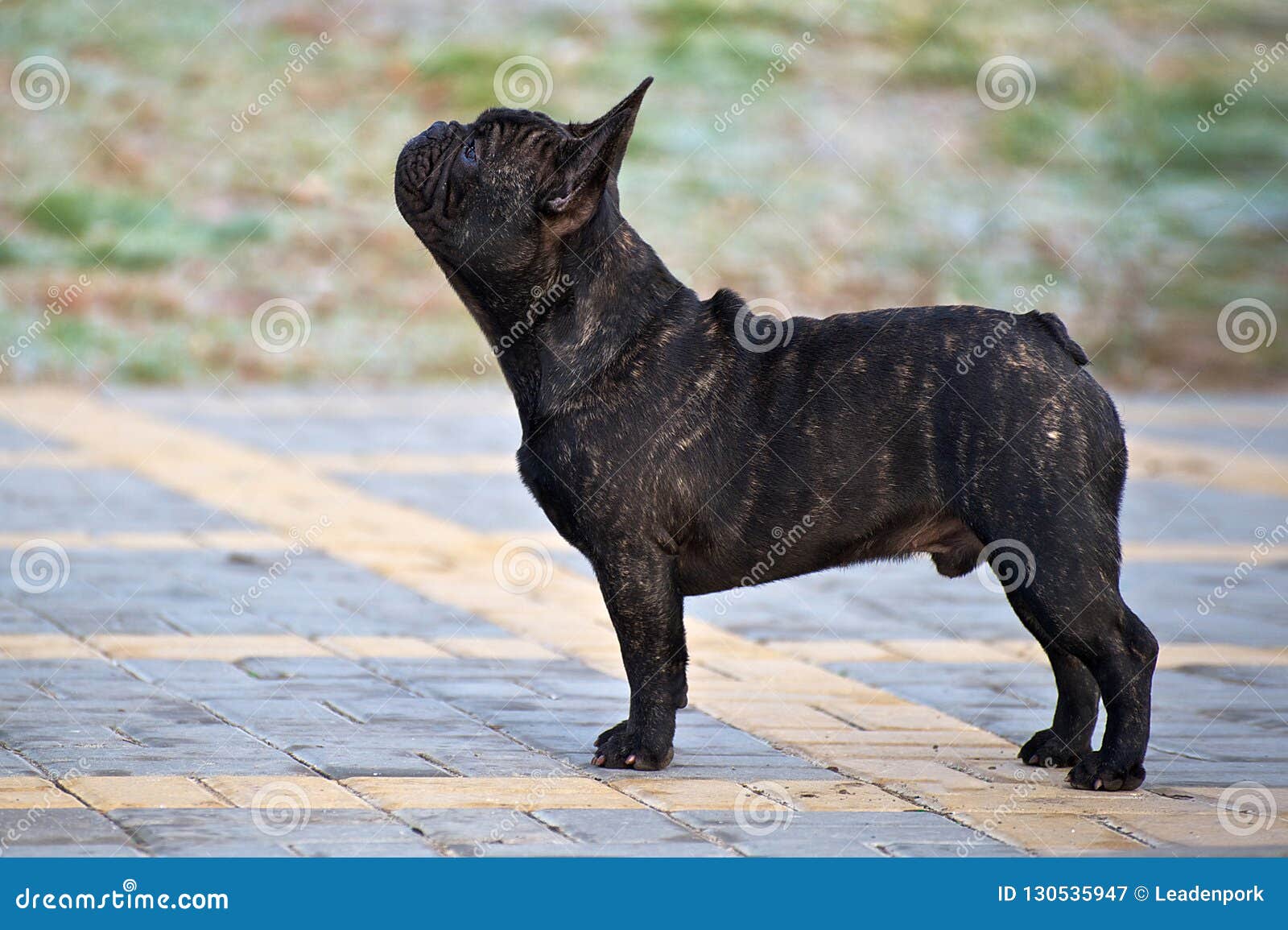 Purebred French Bulldog in the Park Stock Image - Image of slender ...