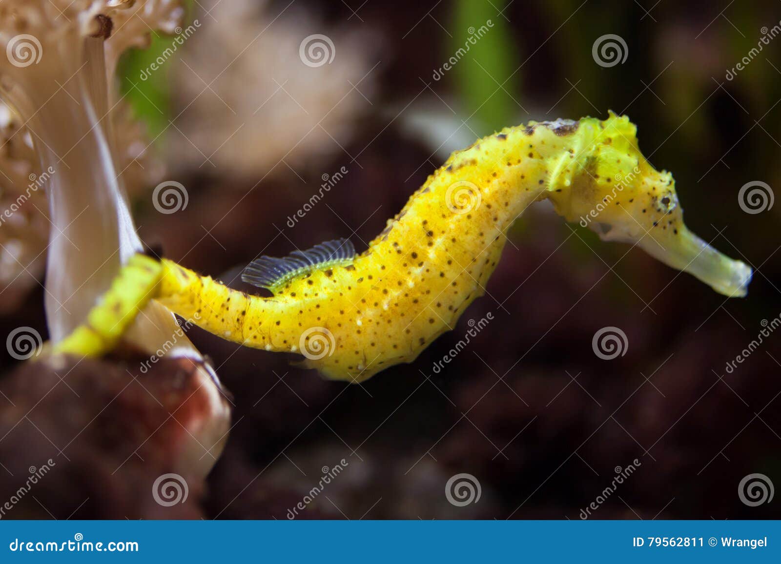 slender seahorse (hippocampus reidi).
