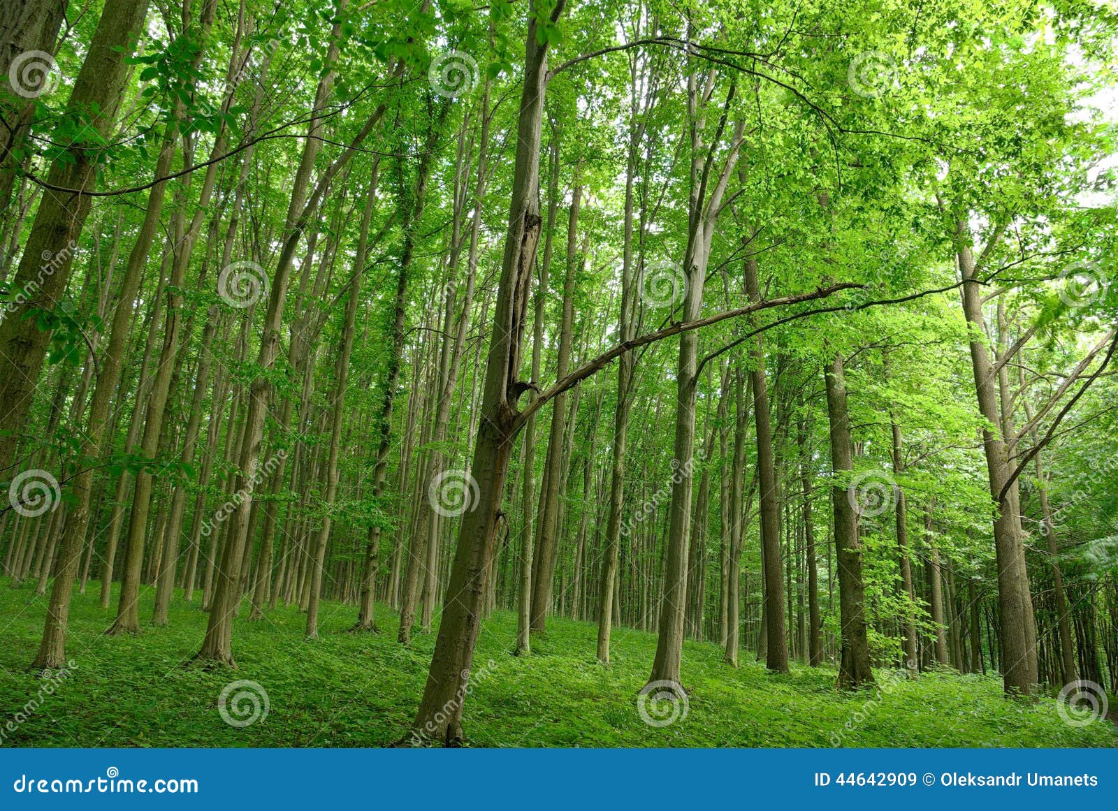 Slender Trees in Young Forest Green in Summer Stock Image Image of flora, landscape 44642909