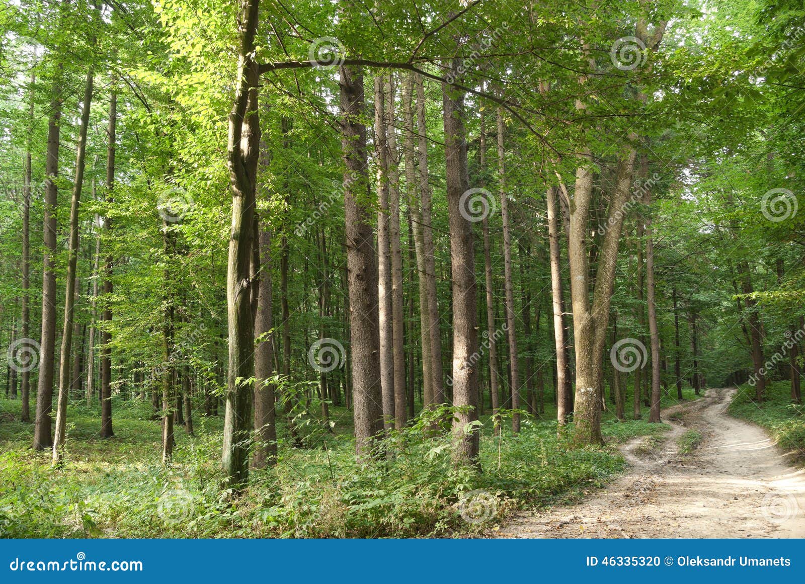 Slender Trees in Young Forest Green in Summer Stock Photo Image of deciduous, forest 46335320