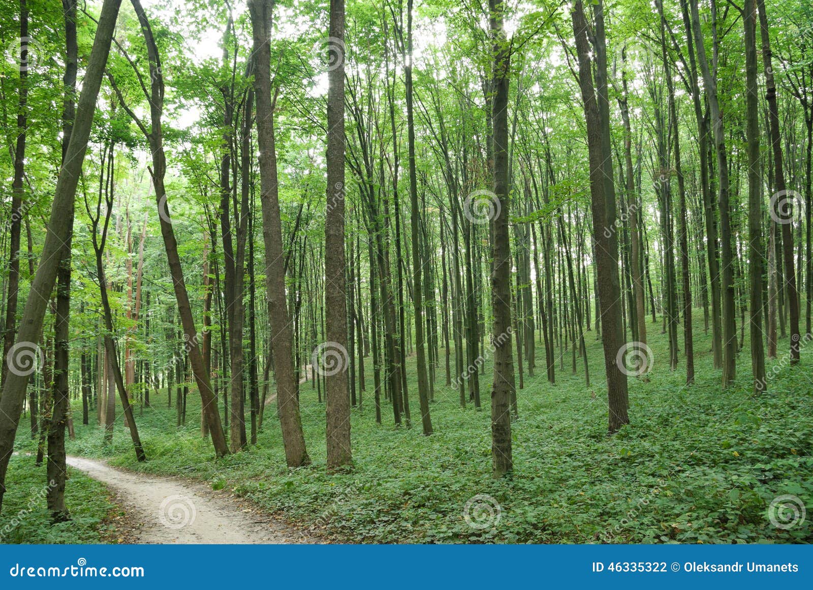 Slender Trees in Young Forest Green in Summer Stock Photo Image of green, time 46335322