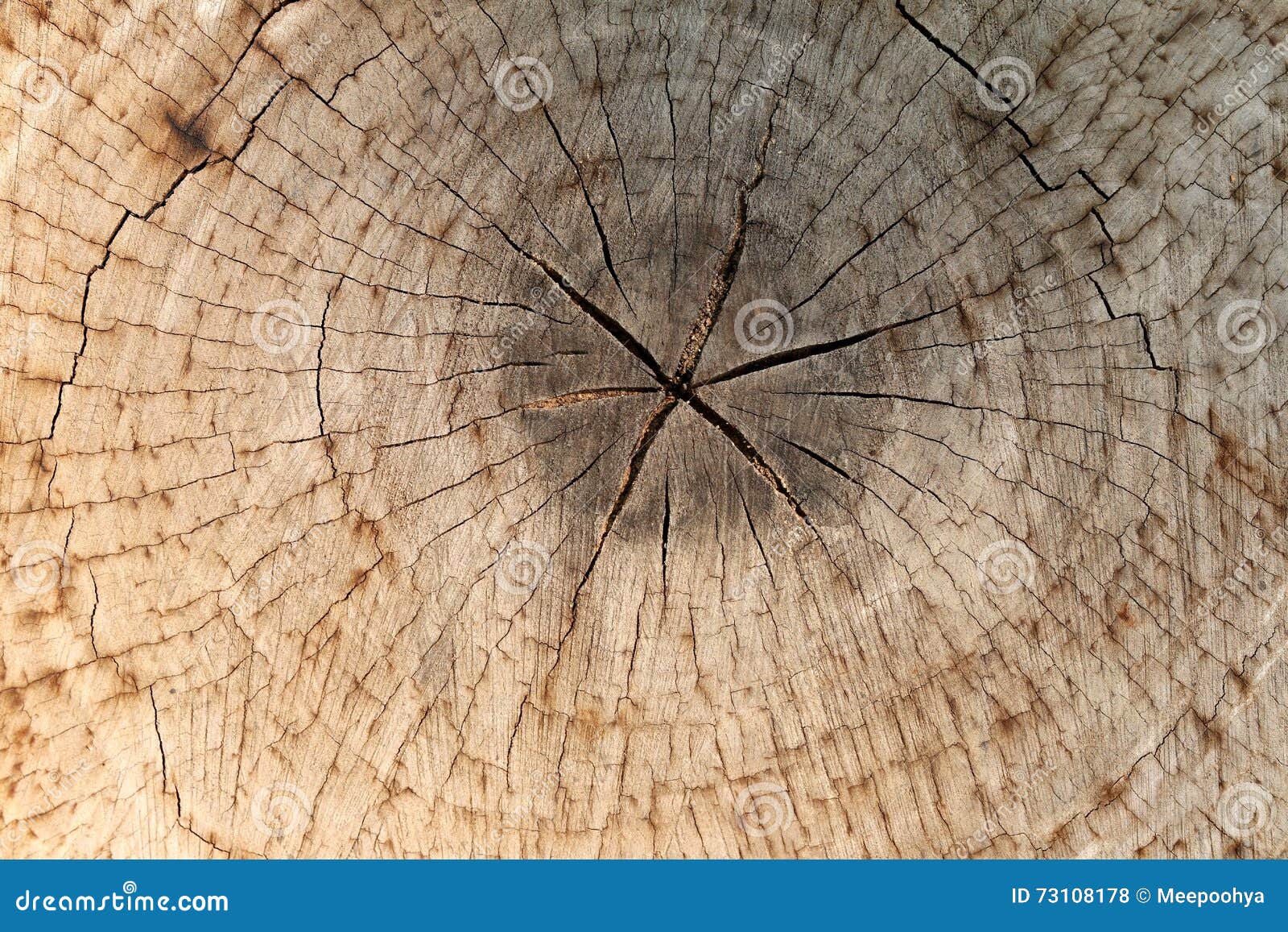 Slice From A Fir Tree Of Old Wood Texture. Stock Photo Image of