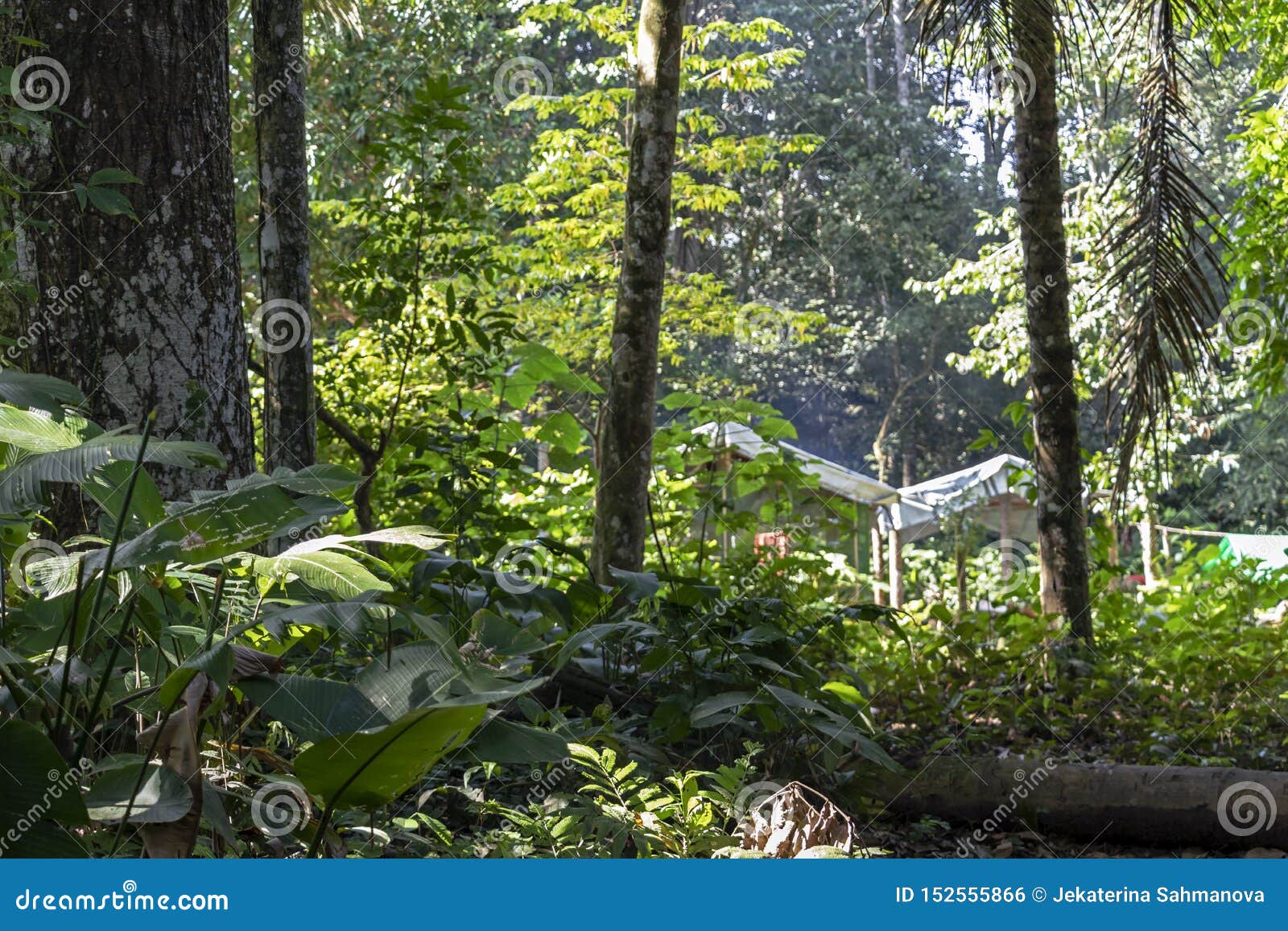 Blurred Background With Authentic Rainforest Jungle Of Amazon River Basin In South America Stock Photo Image Of Beautiful Rain