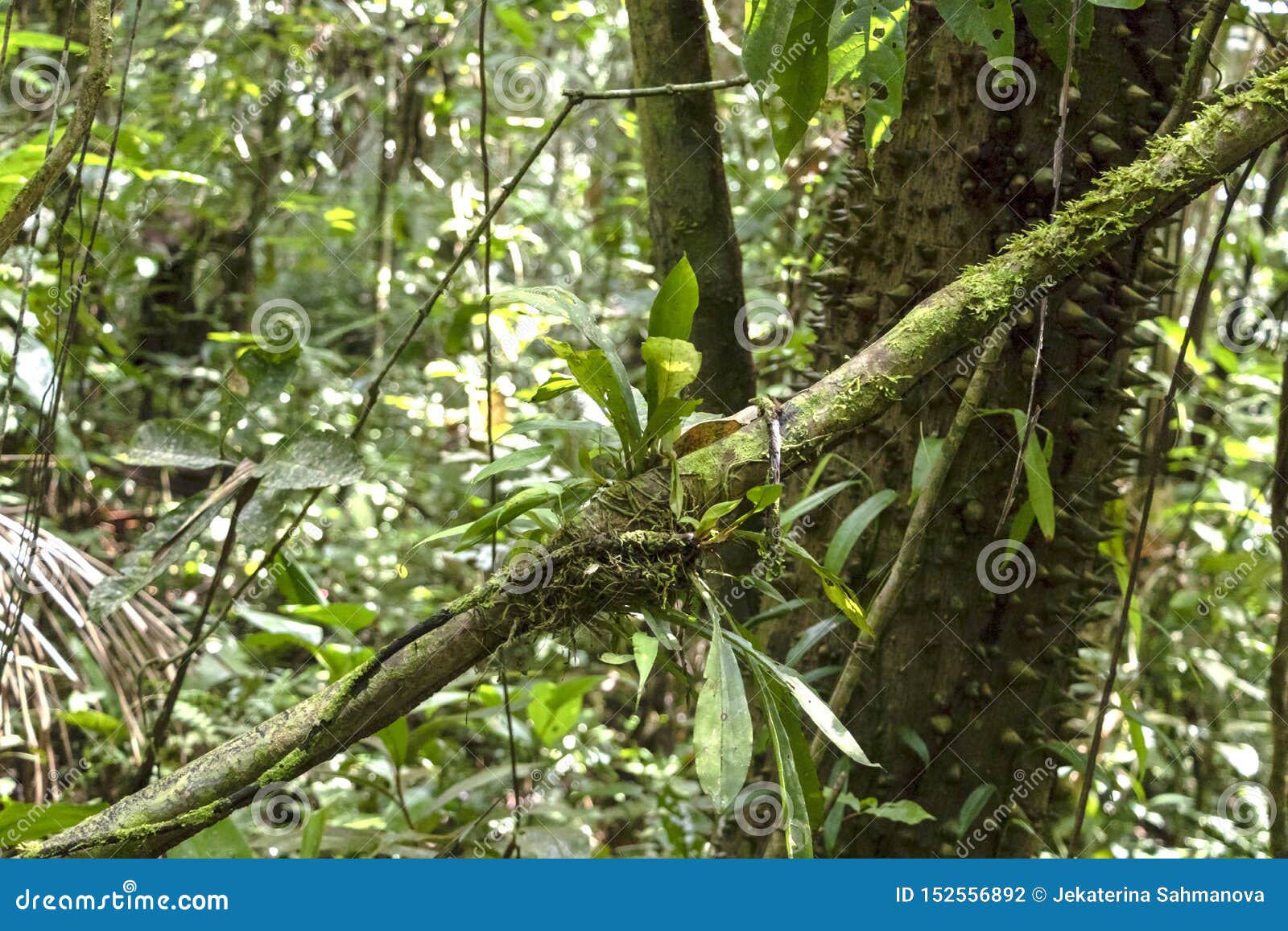 Blurred Background With Authentic Rainforest Jungle Of Amazon River Basin In South America Stock Photo Image Of Dark Forest