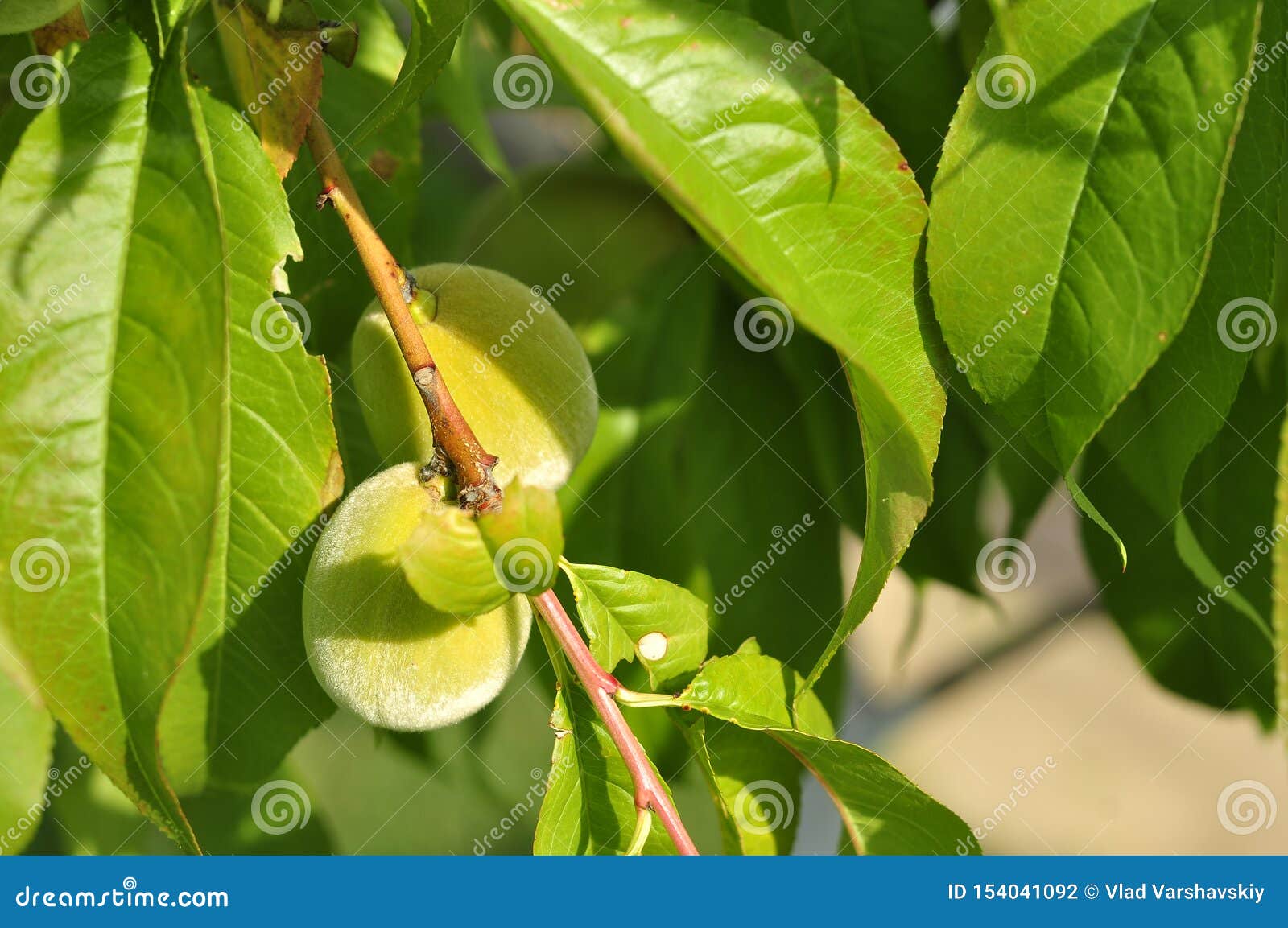 Slightly Unripe Peaches Ripen on a Tree in the Sun Stock Photo Image