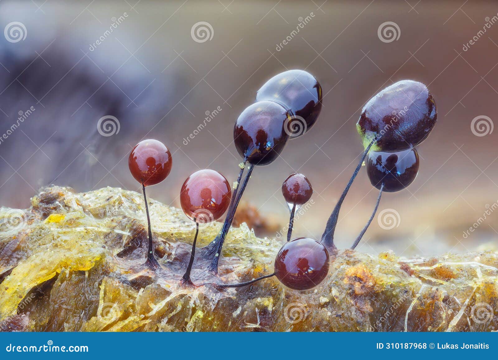 slime mold - phylum mycetozoa or slime mould