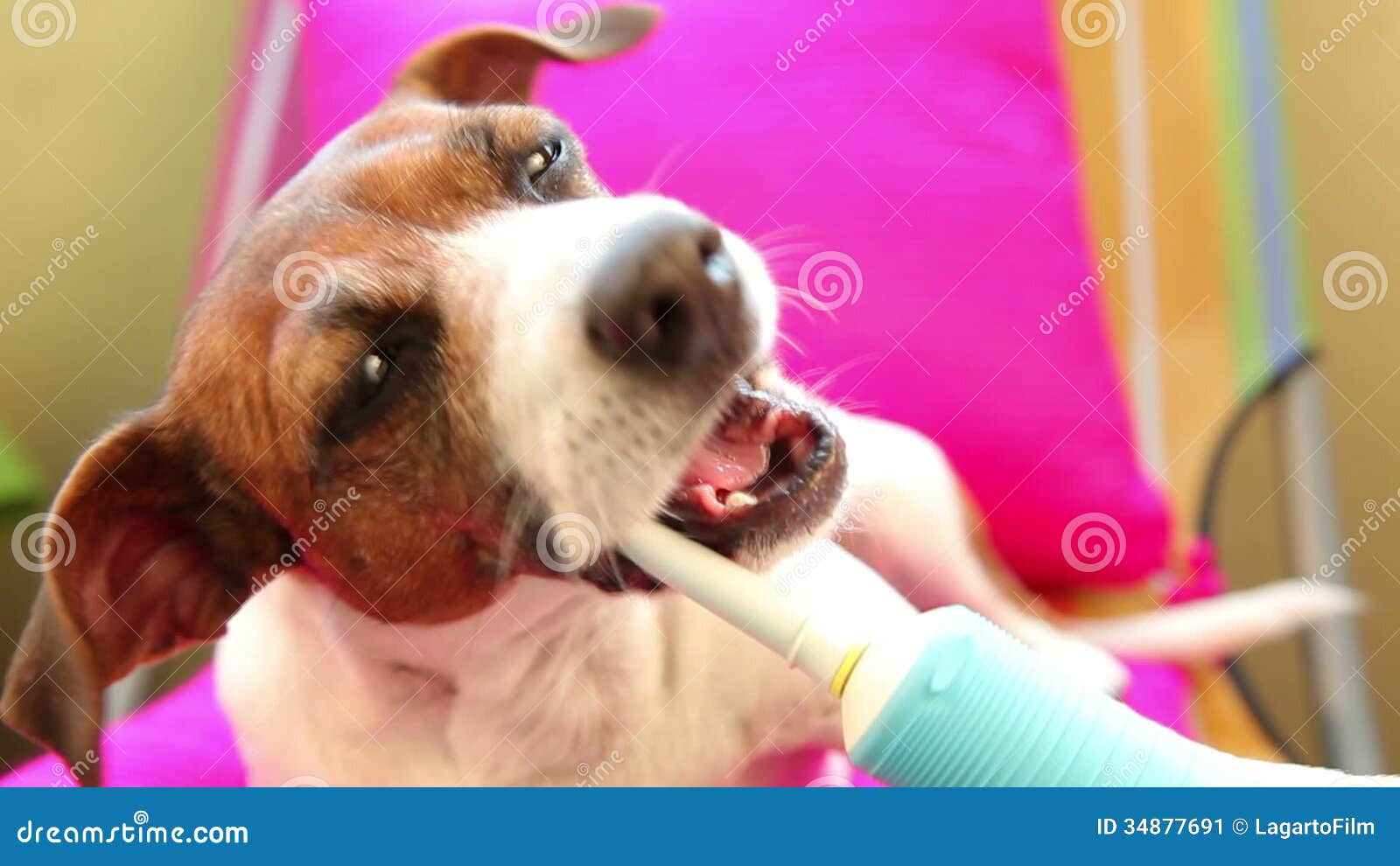 Scarp Zeug had het niet door Slimme Het Borstelen Van Hondjack Russel Terrier Tanden Die Elektrische  Tandenborstel Met Behulp Van Stock Footage - Video of hefboom, niemand:  34877691