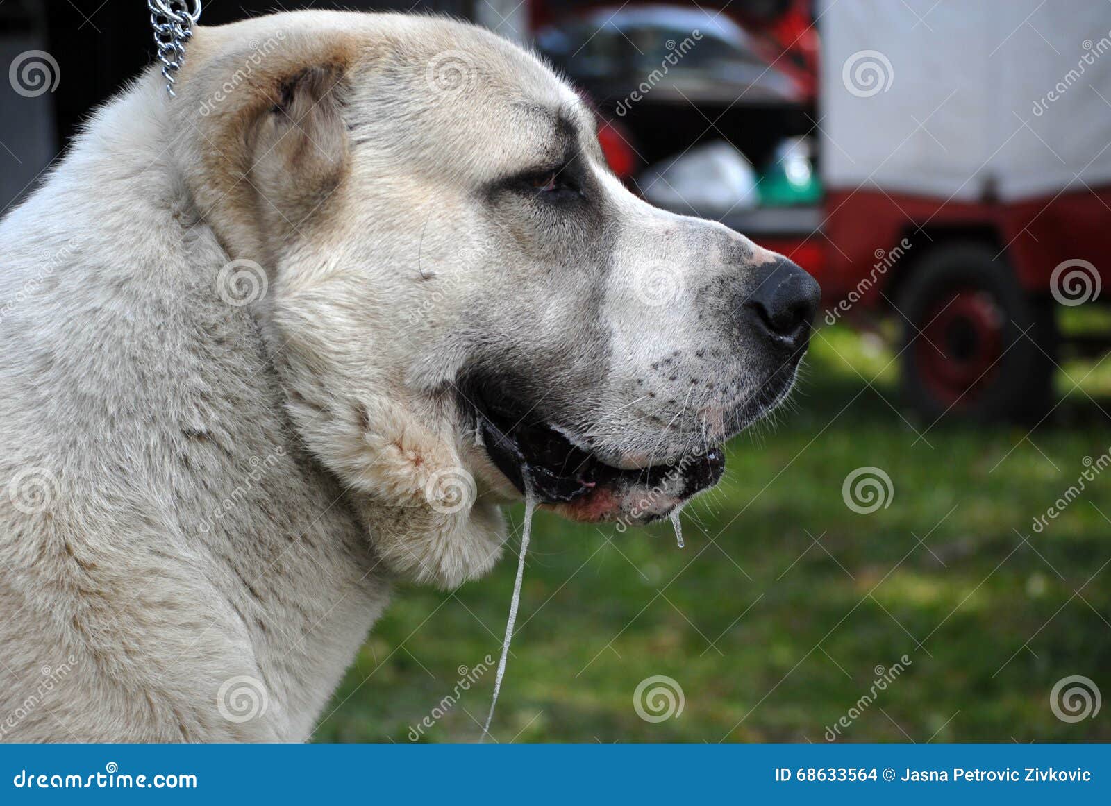Slimy Dog Stock Photo Image 68633564