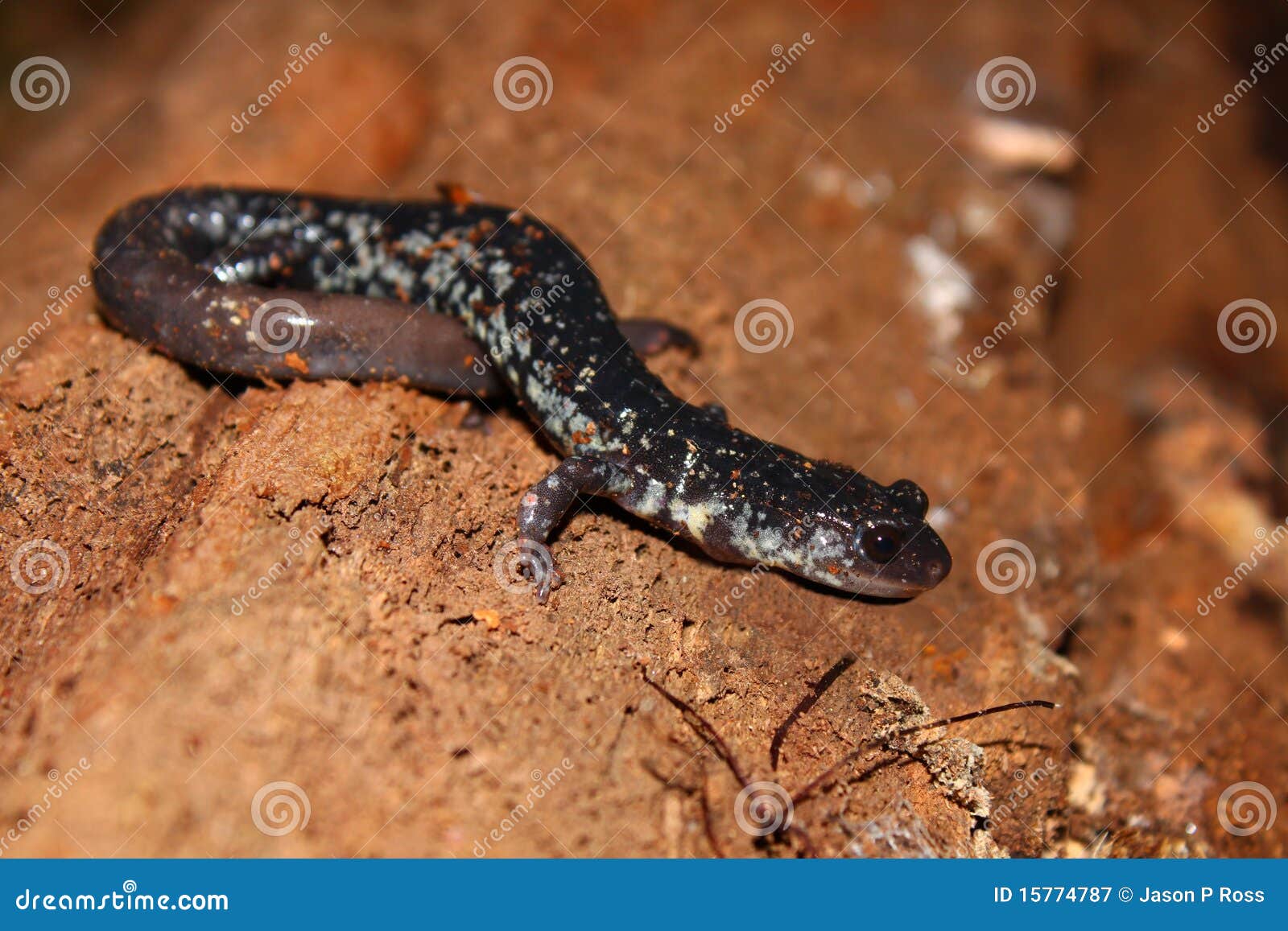 slimy salamander (plethodon glutinosus)