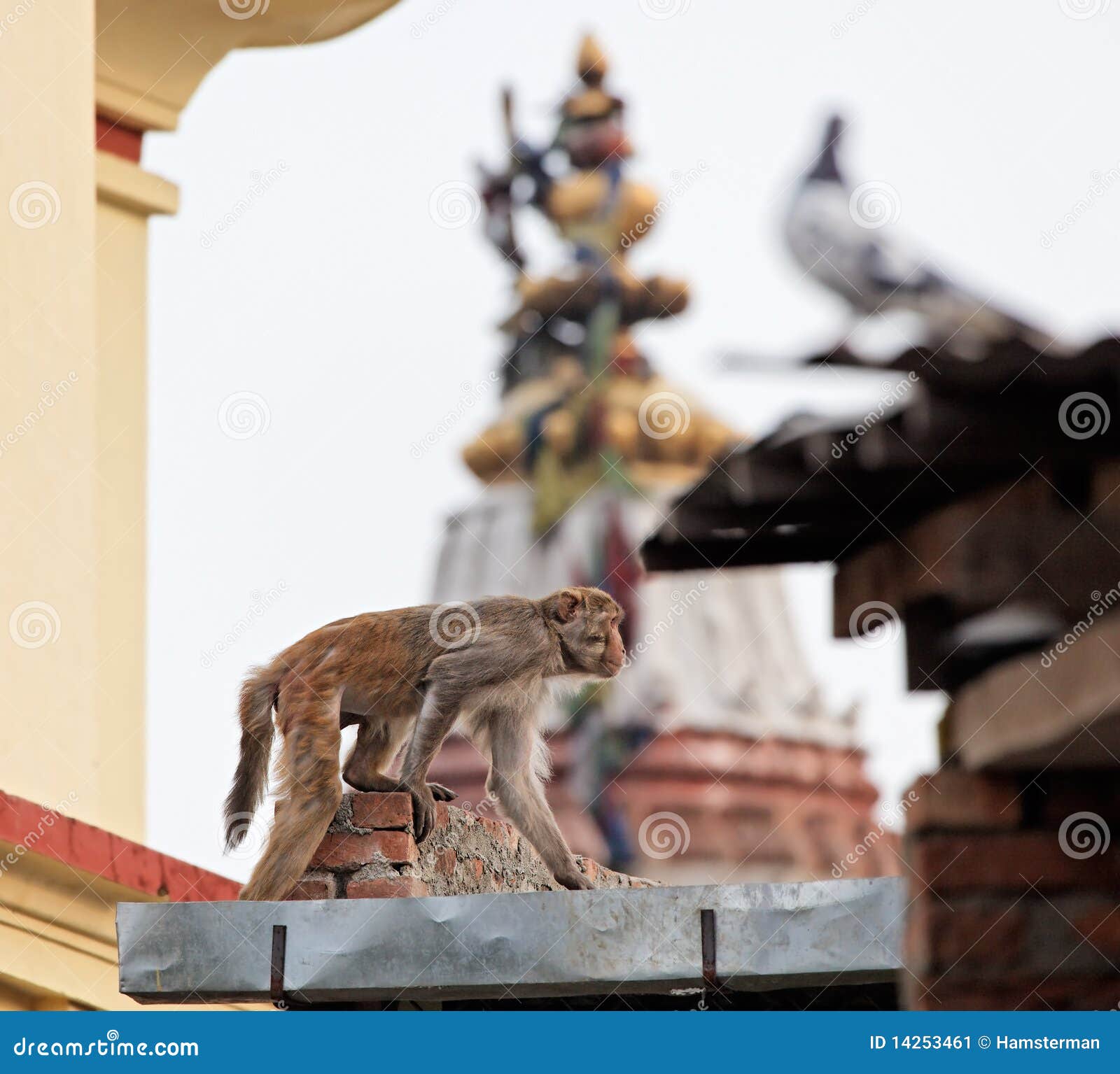 Monkey Wall Sculpture Stock Image 44267221