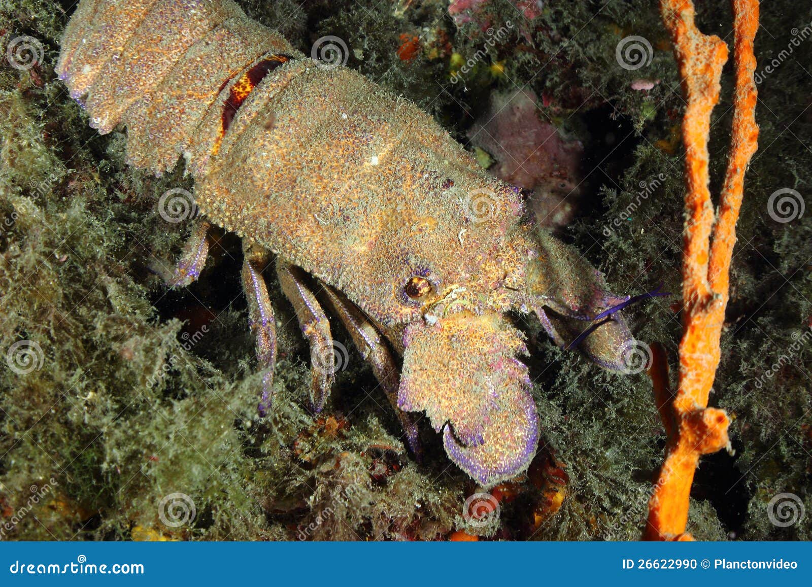 Slipper lobster stock photo. Image of seafood, fish, underwater - 26622990