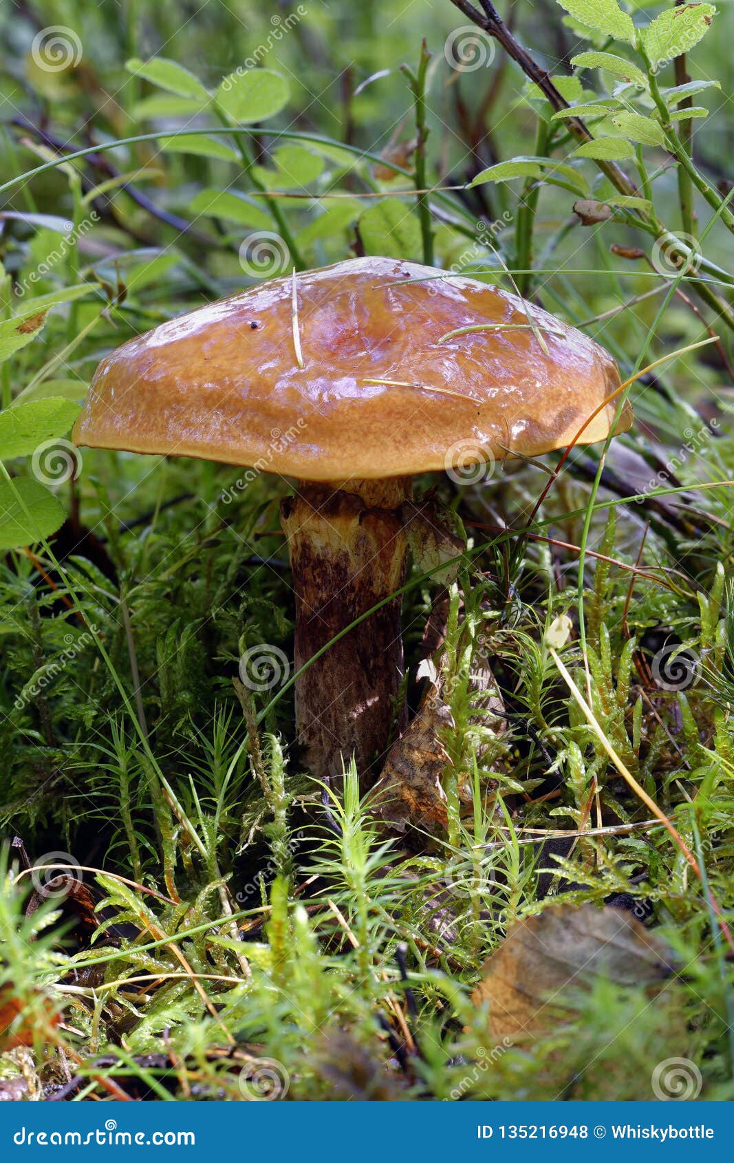 Slippery Jack stock photo. Image of highland, fall, suillus 135216948