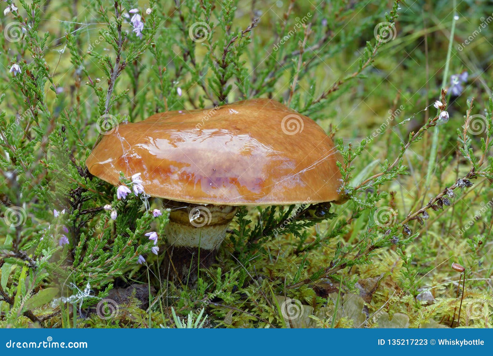 Slippery Jack stock image. Image of suillus, heather 135217223