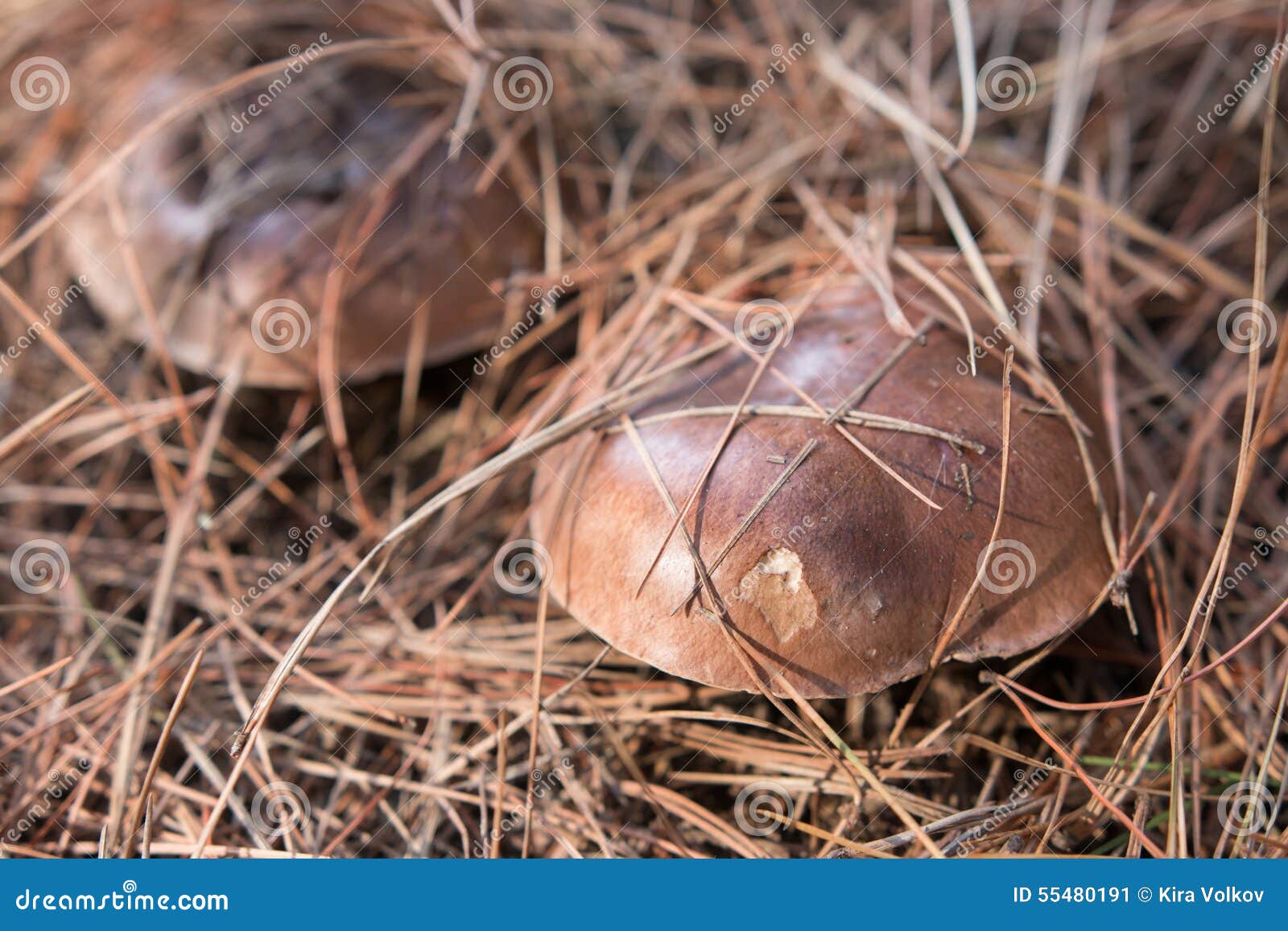 Slippery Jack mushrooms stock image. Image of gourmet 55480191