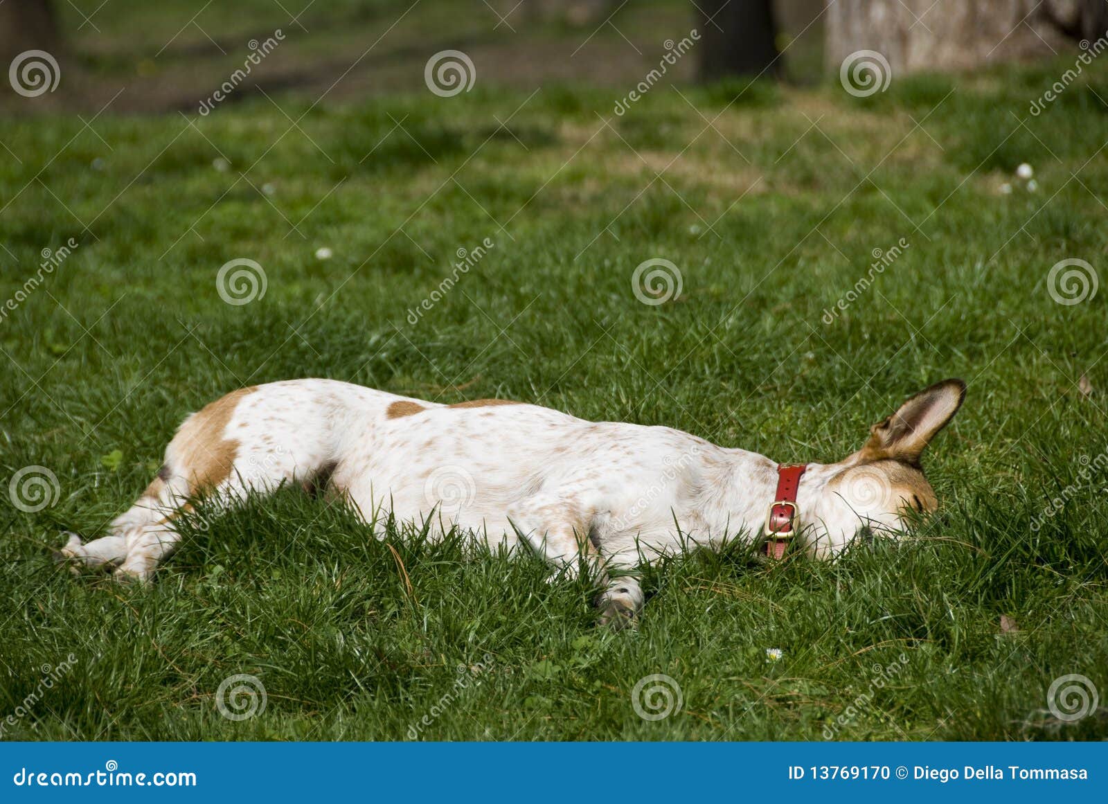 Slipping dog stock photo. Image of lawn, park, relax 13769170