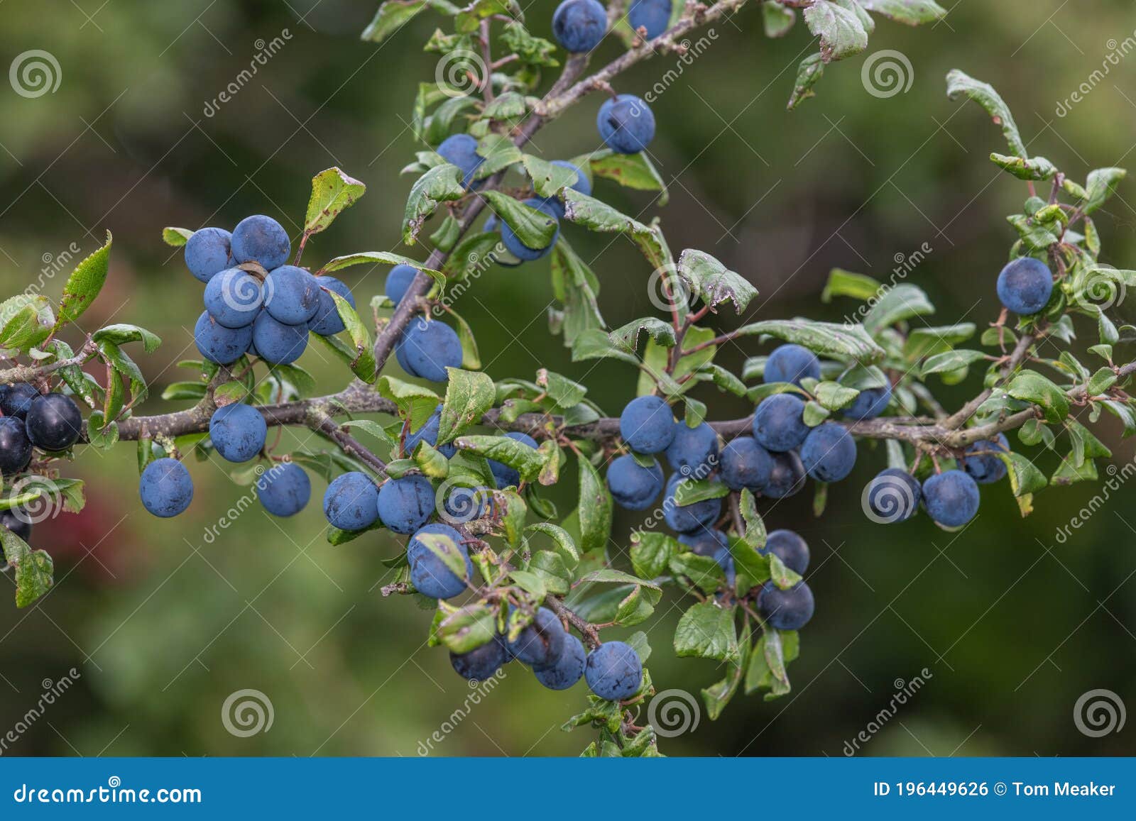 Sloe berries stock photo. Image of focus, selective 196449626