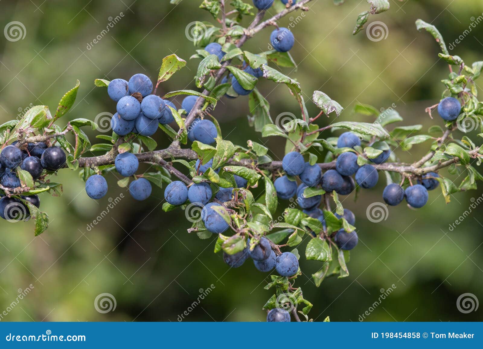 Sloe berries stock photo. Image of summer, blackthorn 198454858