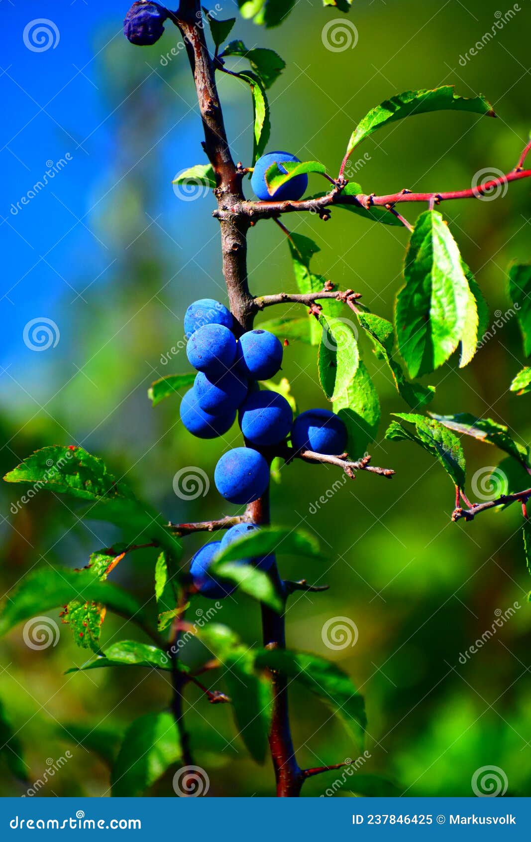 ripe wild sloe berries on the plant