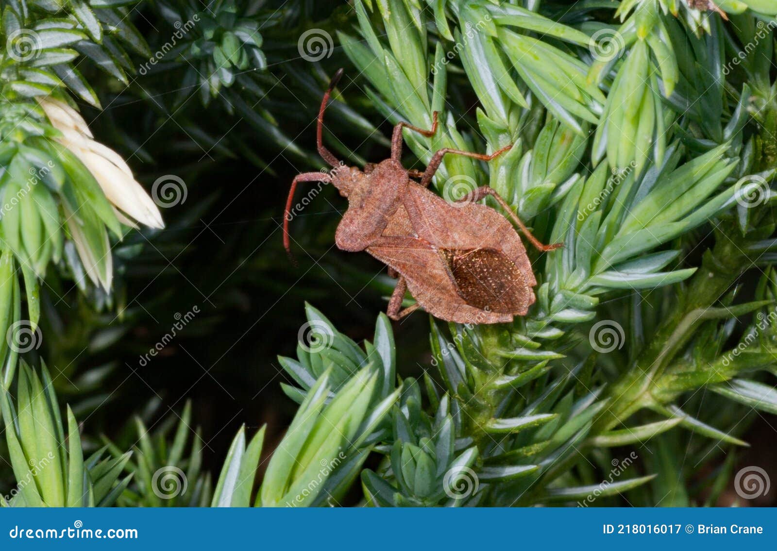 sloe bug  dolycoris baccarum on conifer