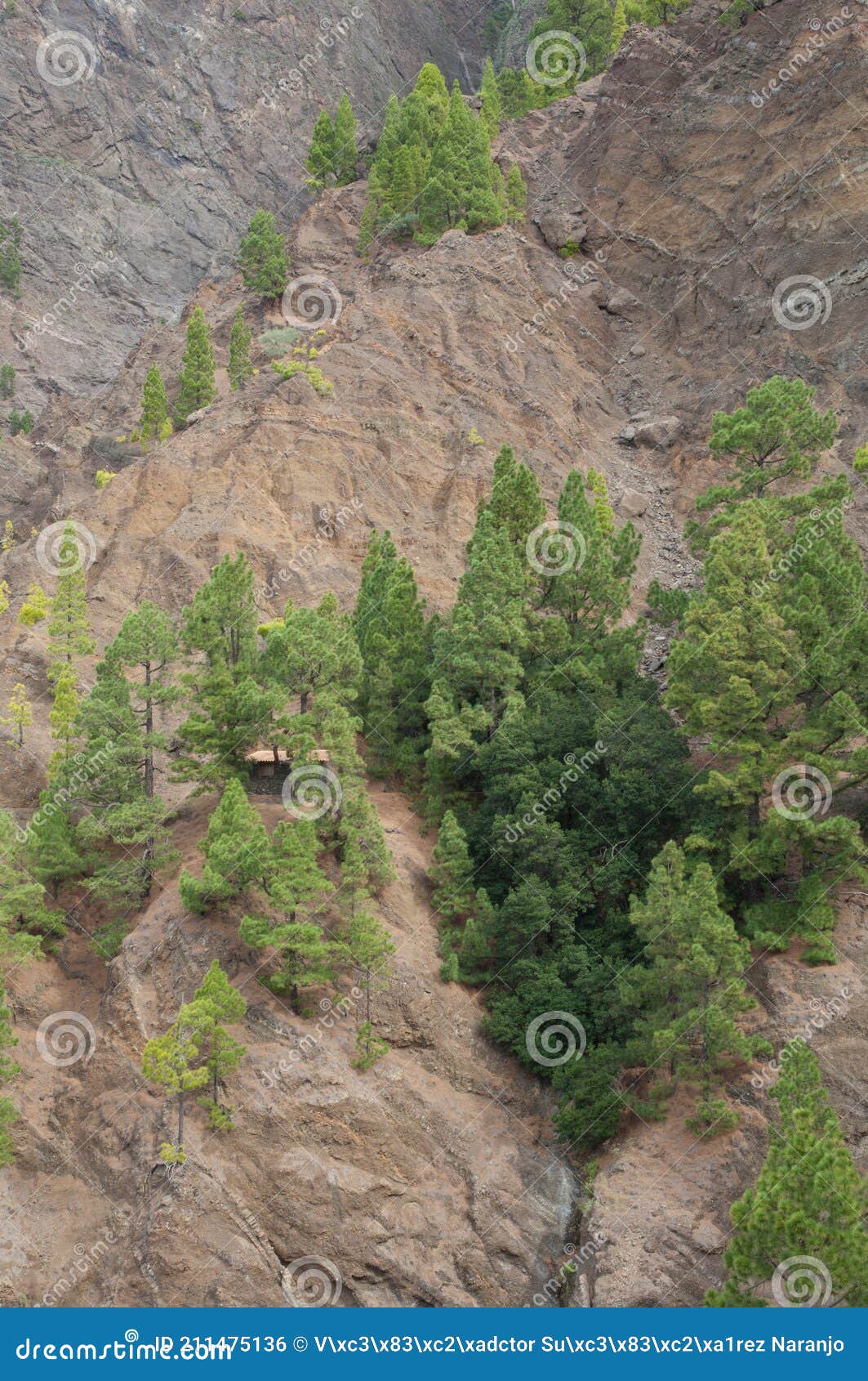 slope with canary island pines and firetree.