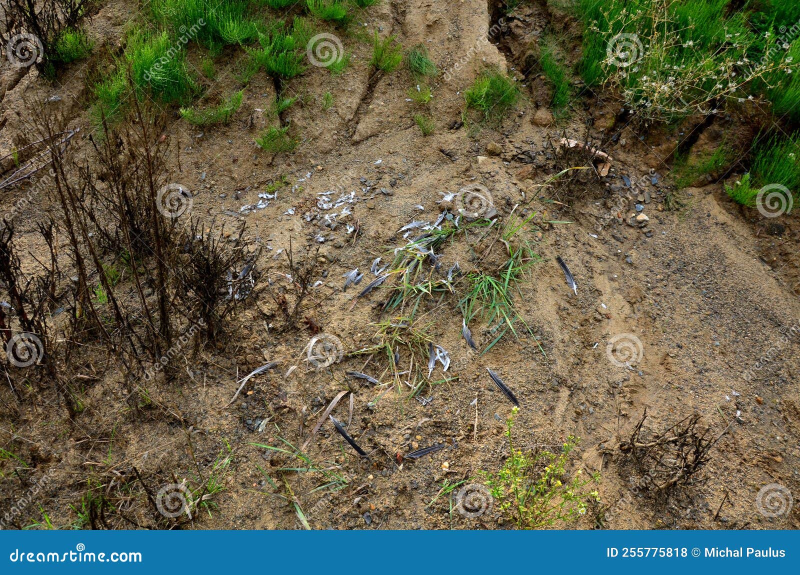 a slope covered with horsetail. inhabits inhospitable