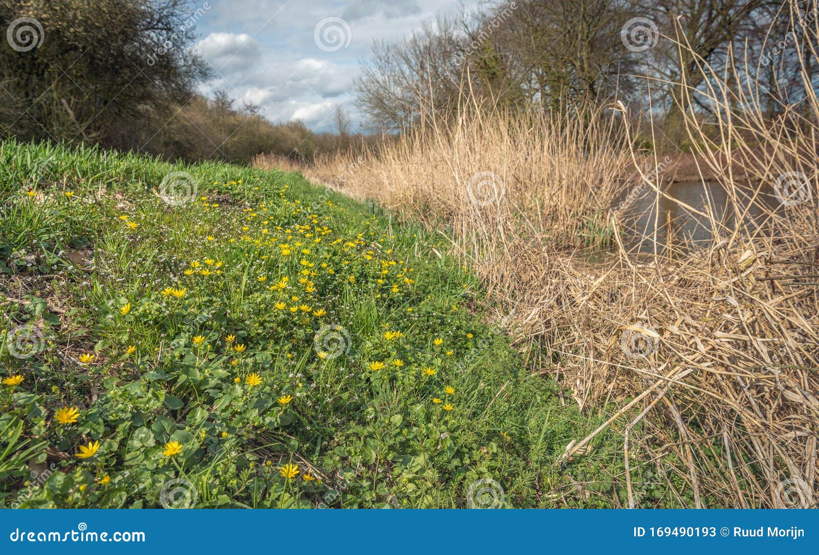 riverbanks with flowering lesser celandine