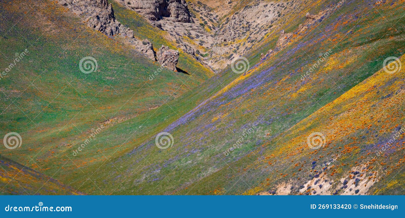 slope of gorman hills with colorful spring bloom in california