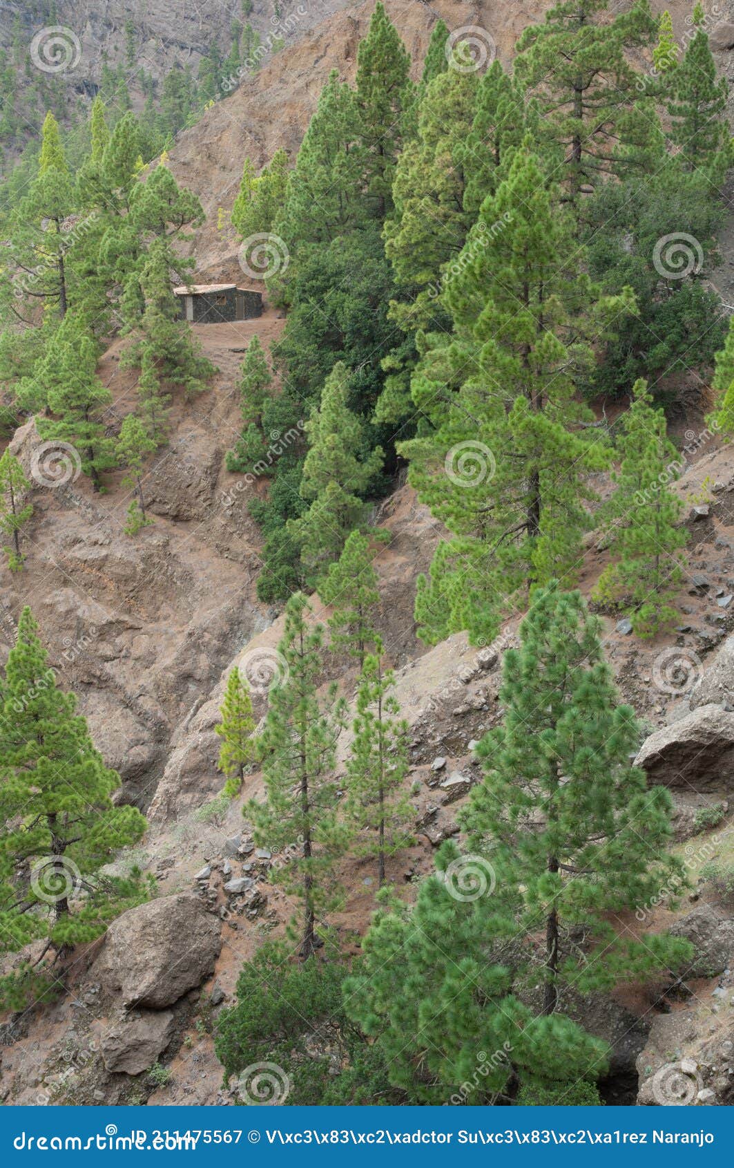 slope with mixed forest.