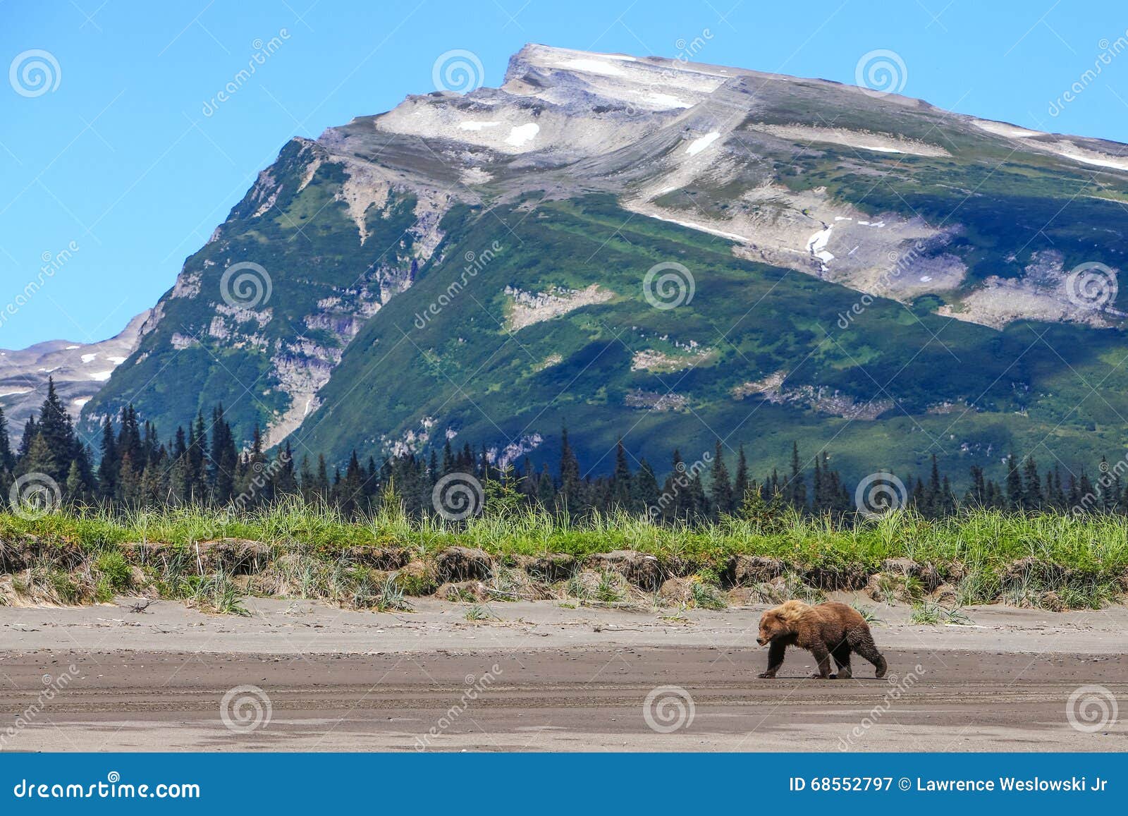 slope mountain lake clark alaska brown bear
