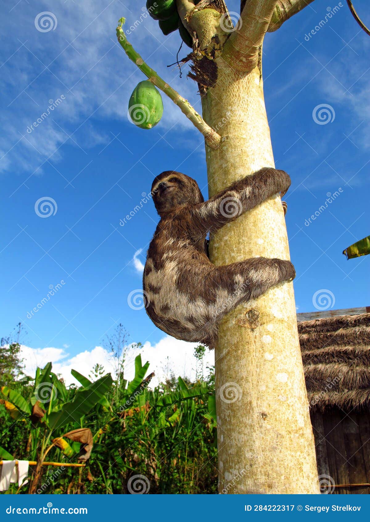 Sloth on Amazon River, Peru, South America Stock Image Biology Diagrams