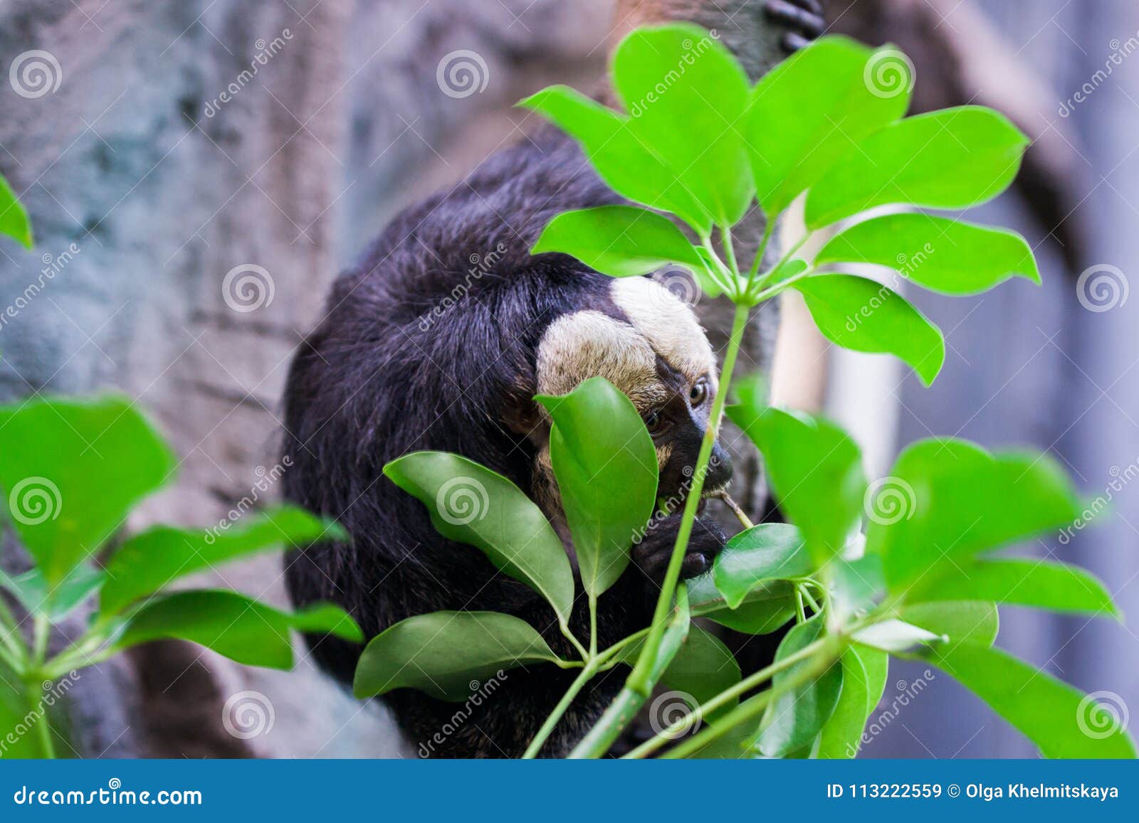 Sloth Animal Eats Leaves of Trees Stock Image Image of slow, lazy