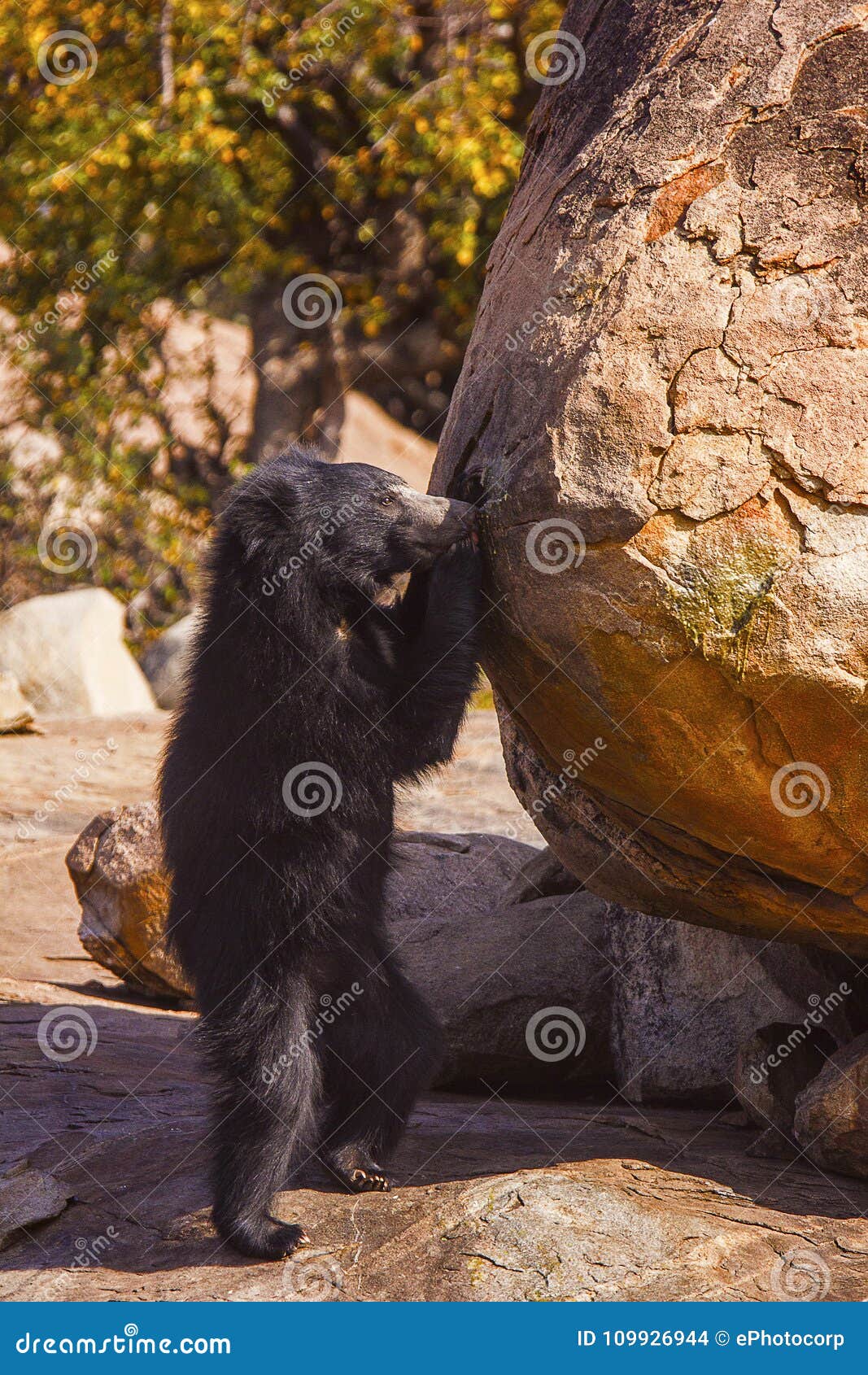 sloth bear, melursus ursinus. daroji bear sanctuary, ballari district, karnataka