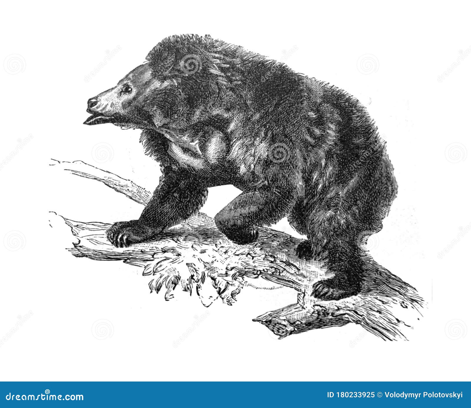 sloth bear in the old book meyers lexicon, vol. 2, 1897, leipzig