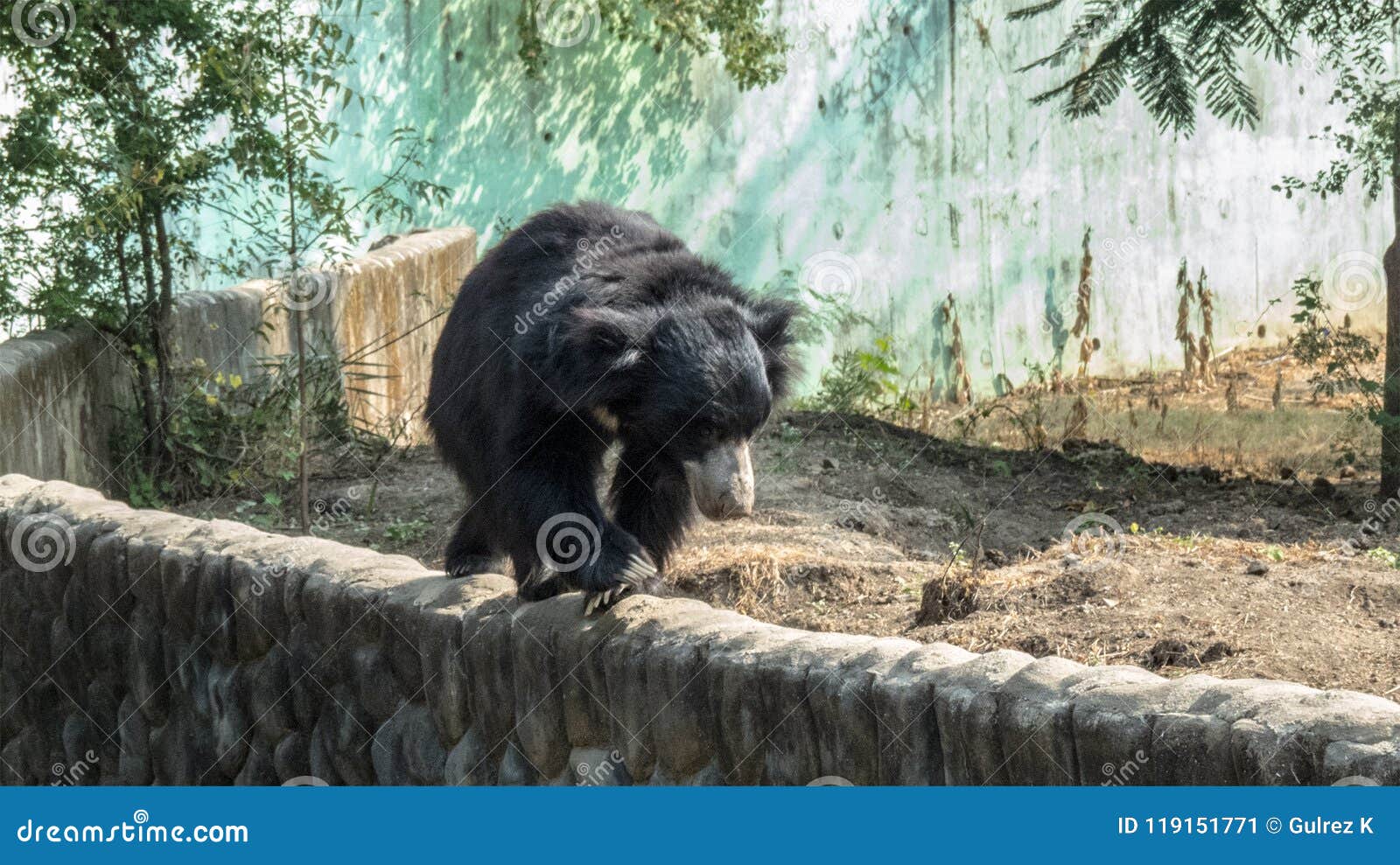 Sloth Bear Walking on a Wall-Indore Zoo, India Stock Image - Image of  aviary, forest: 119151771