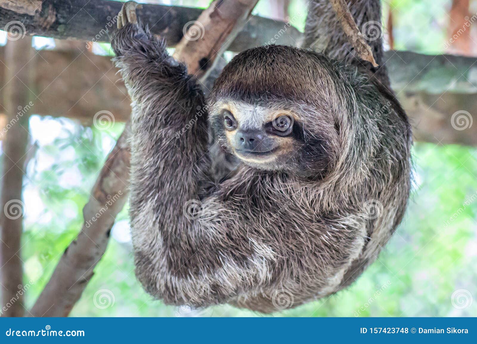 sloth brown-throated, slow animal bradypus variegatus animal face close up