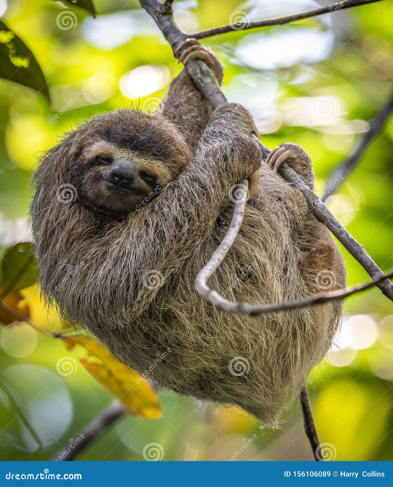264 Sloth Monkey Stock Photos - Free & Royalty-Free Stock Photos from Dreamstime 264 Sloth Monkey Stock Photos - Free & Royalty-Free Stock Photos from Dreamstime