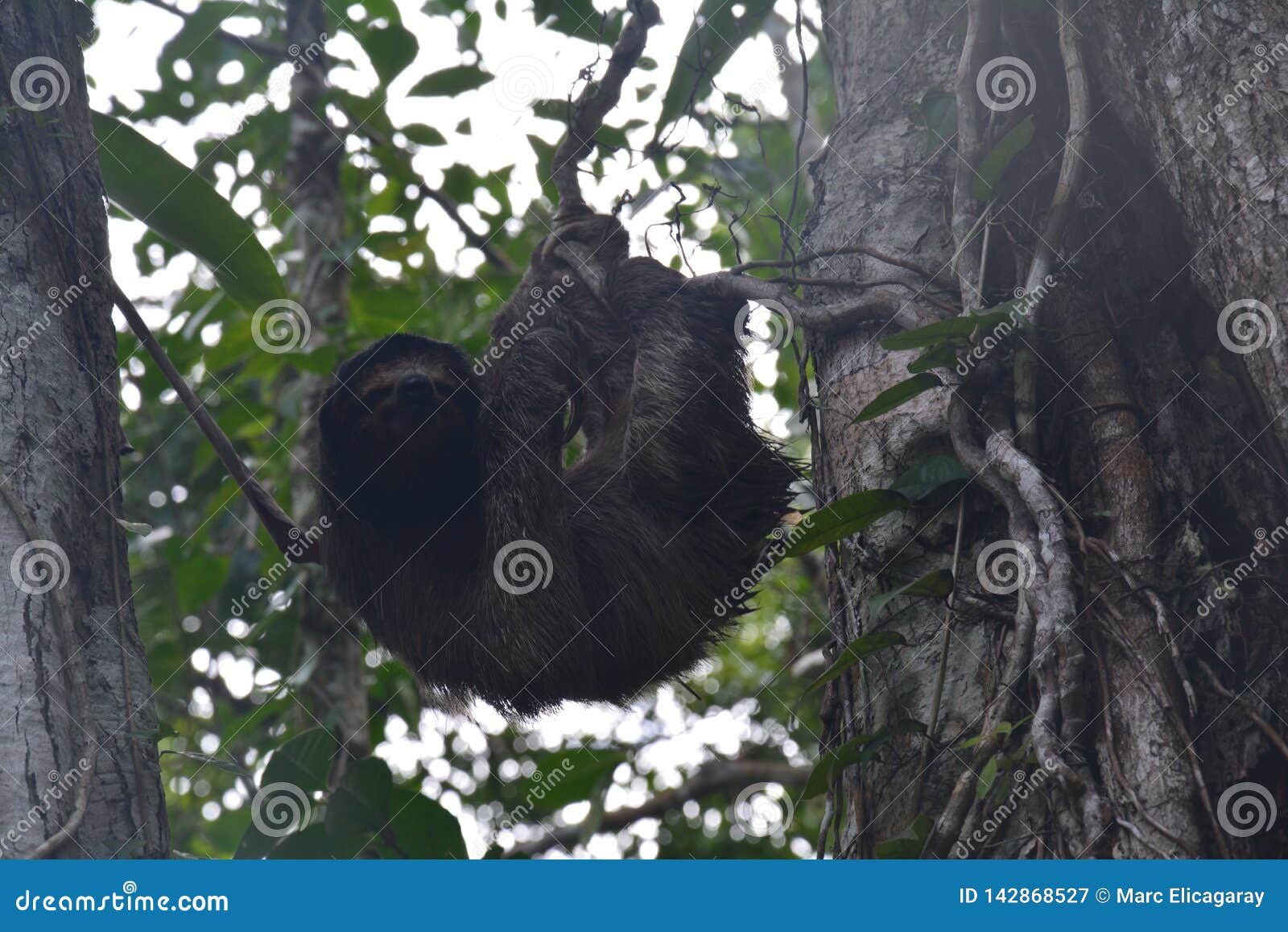 sloth hanging in a tree in bocas del toro panama