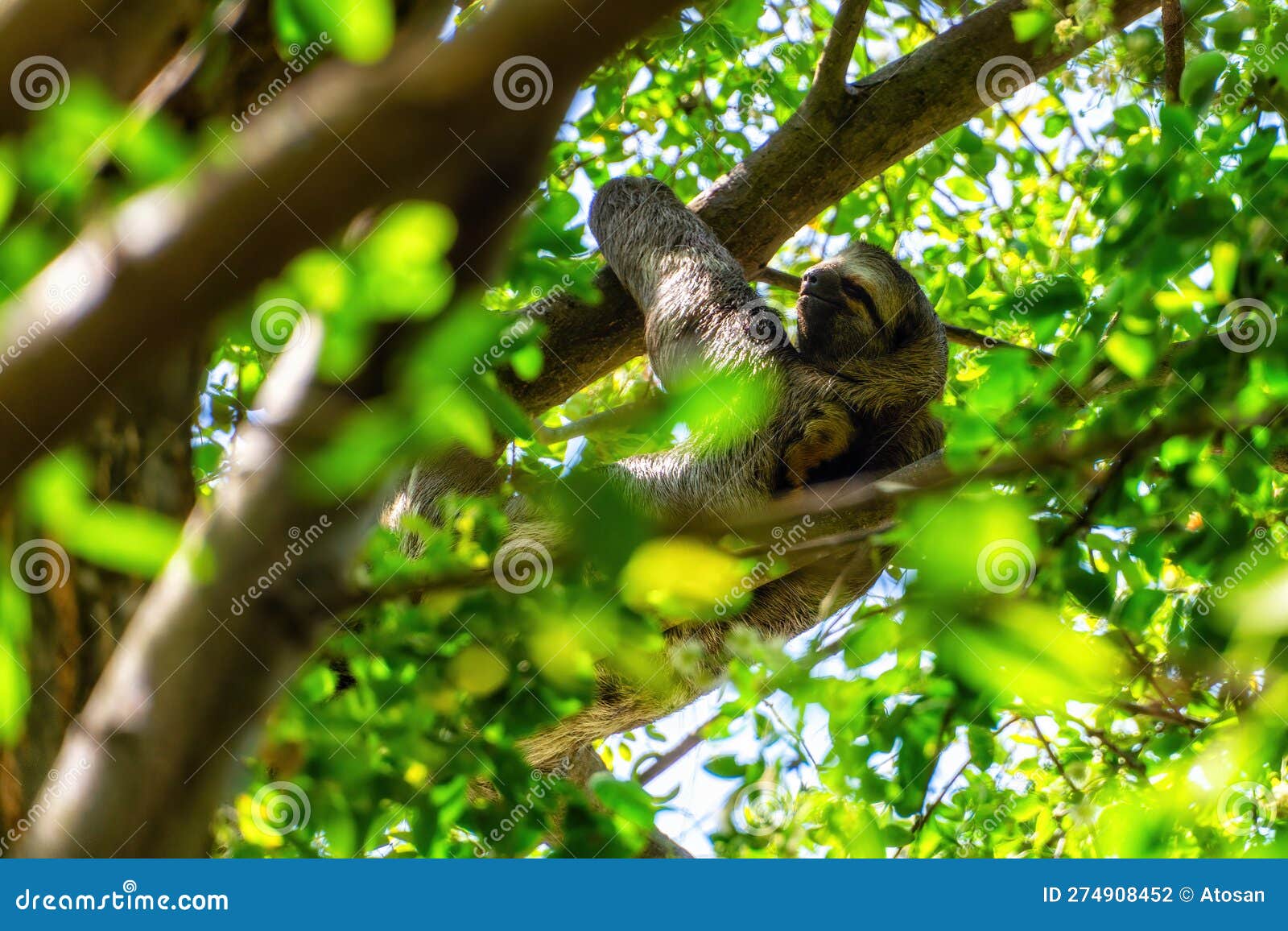 a sloth hanging from a tree in centenario park in cartagena