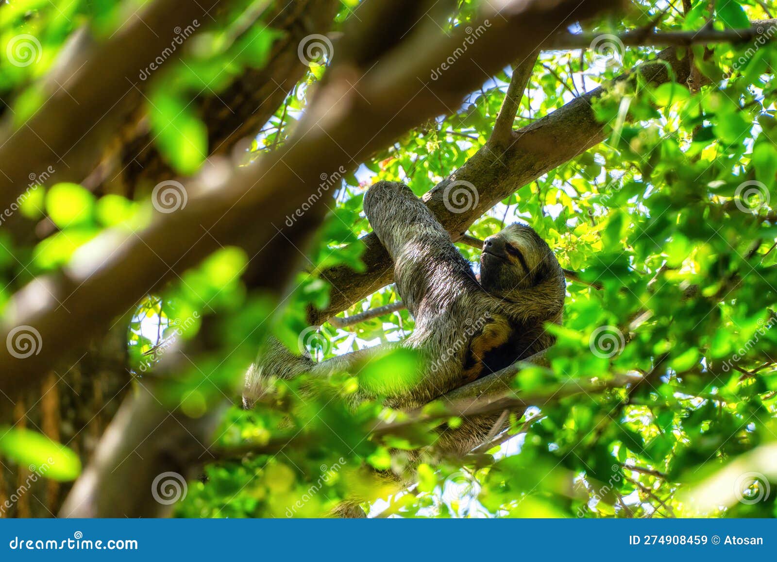 a sloth hanging from a tree in centenario park in cartagena