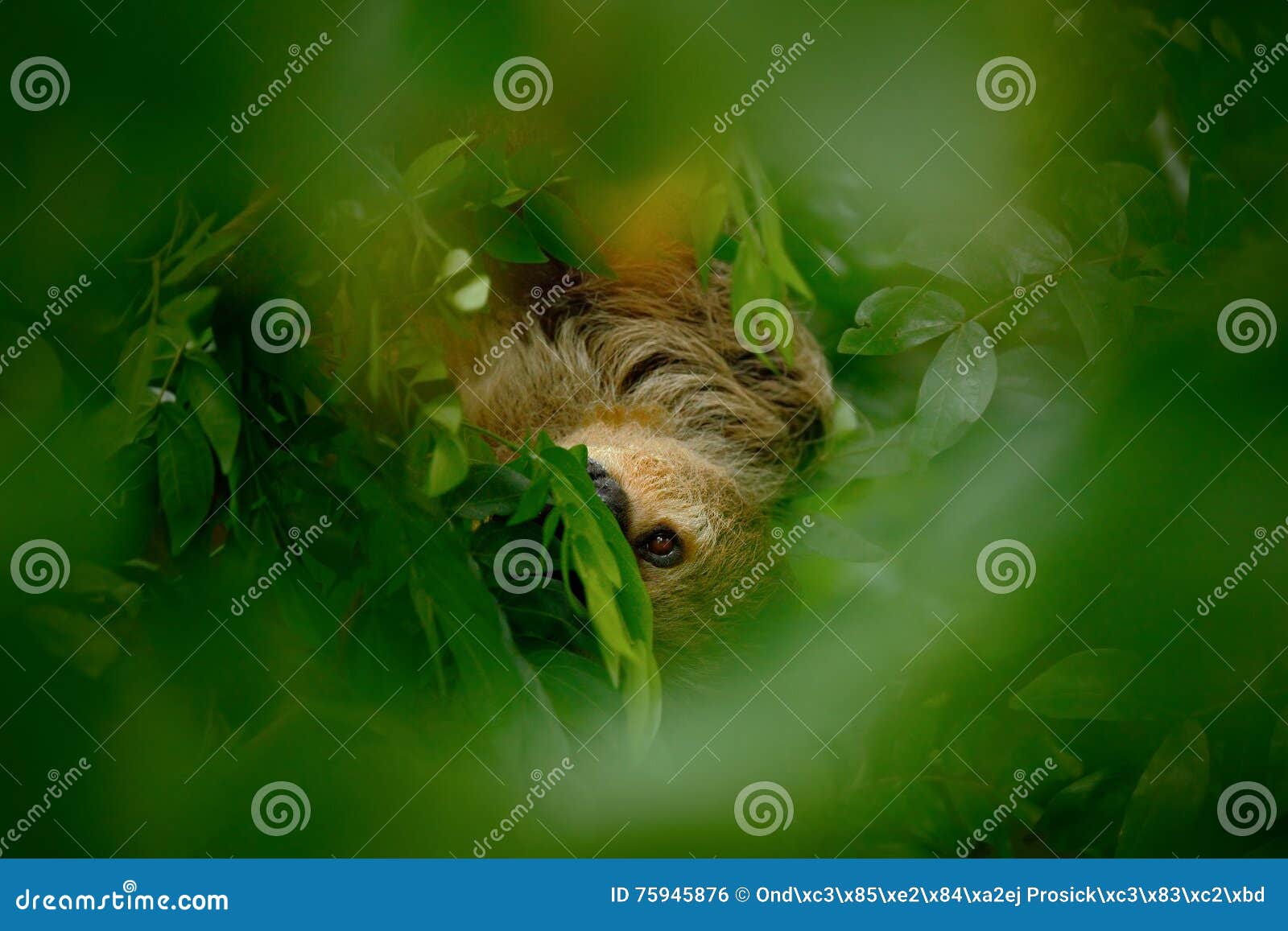 sloth hidden in the dark green vegetation. linnaeus's two-toed sloth, choloepus didactylus.