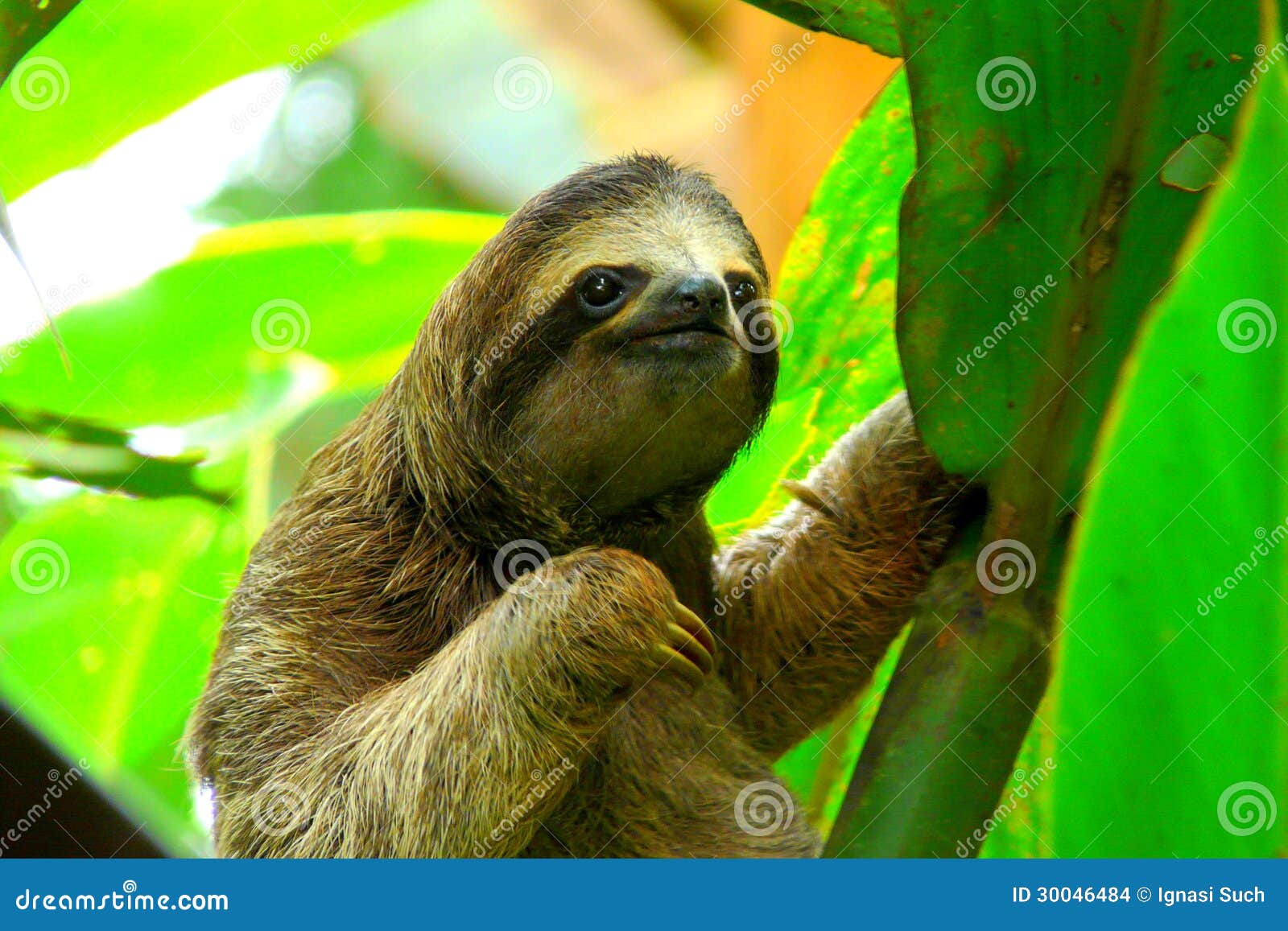 sloth in puerto viejo, costa rica